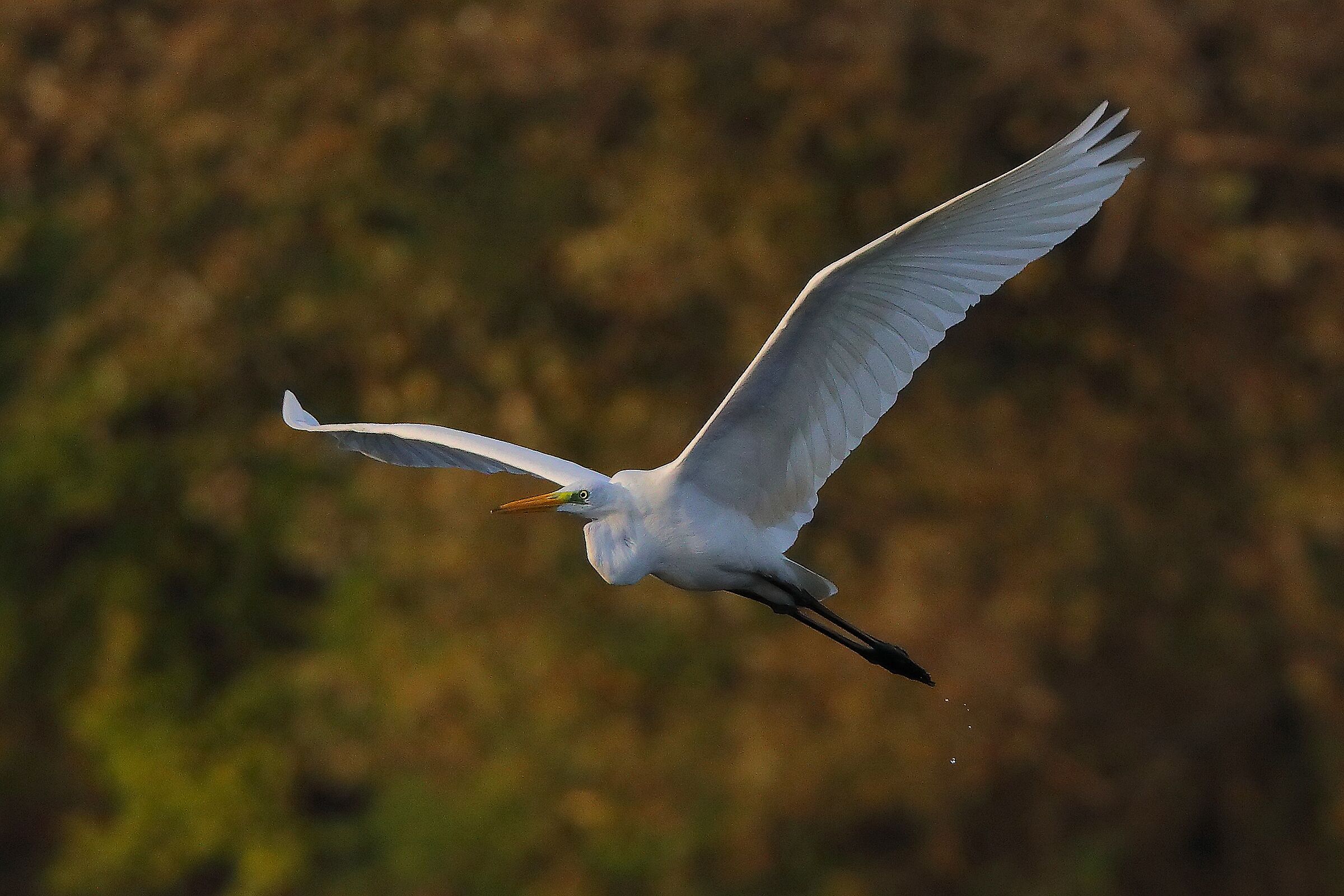 Airone BM 09 novembre 2024 - 0217