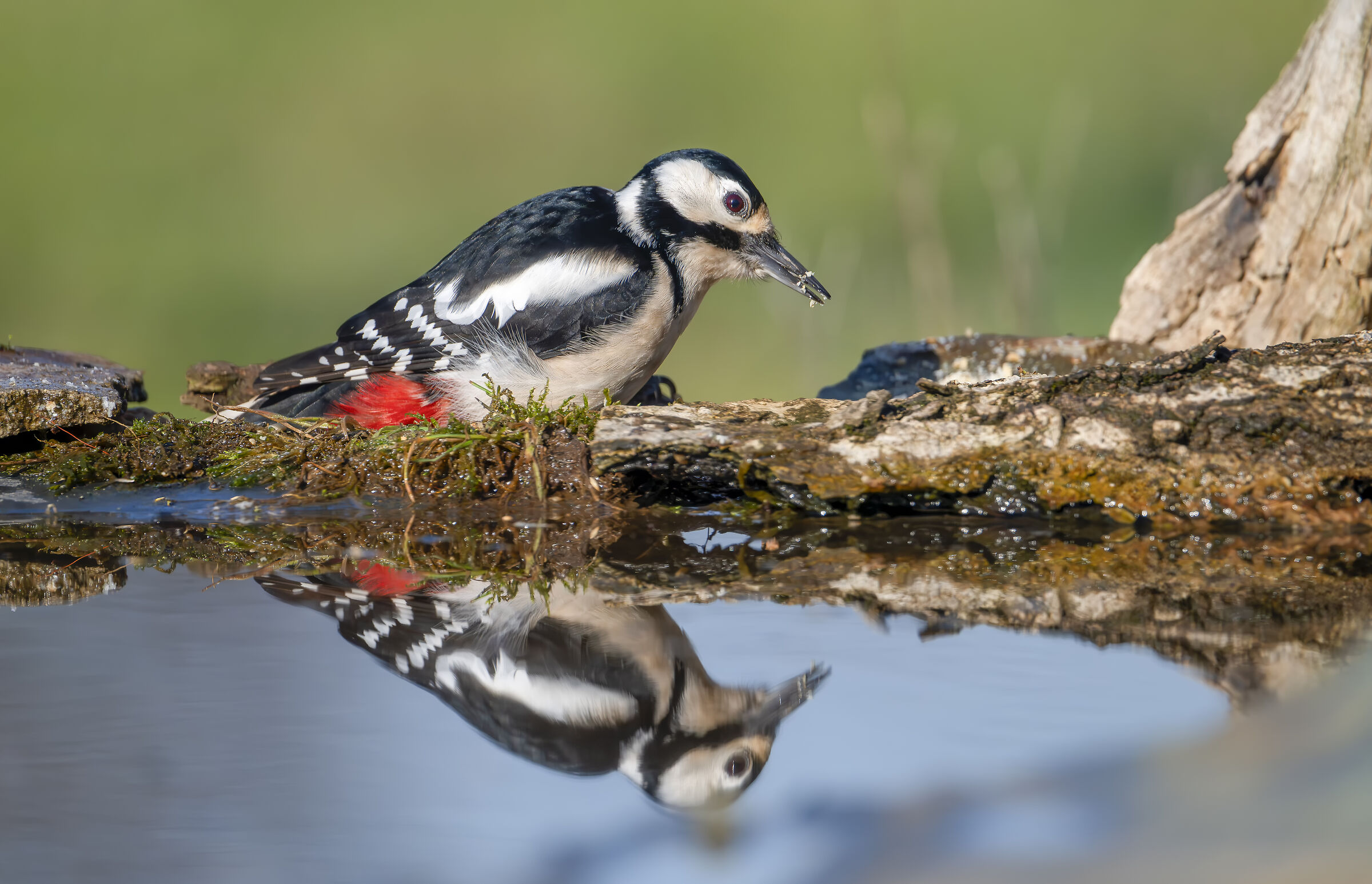 Spotted woodpecker