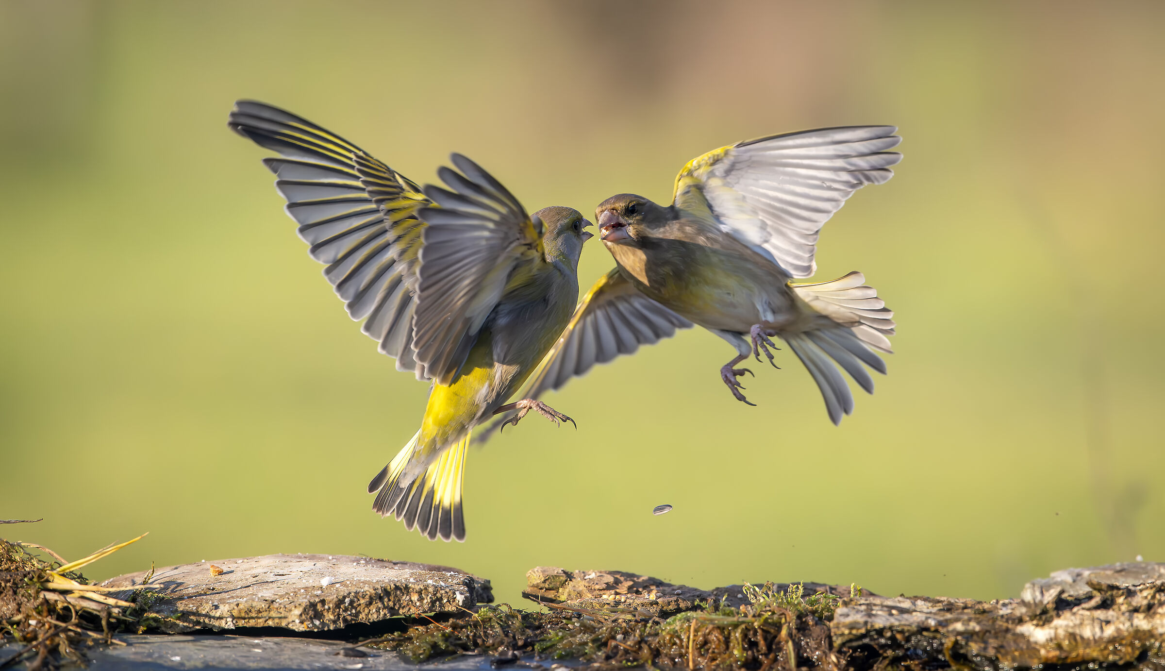Greenbacks #capannocora