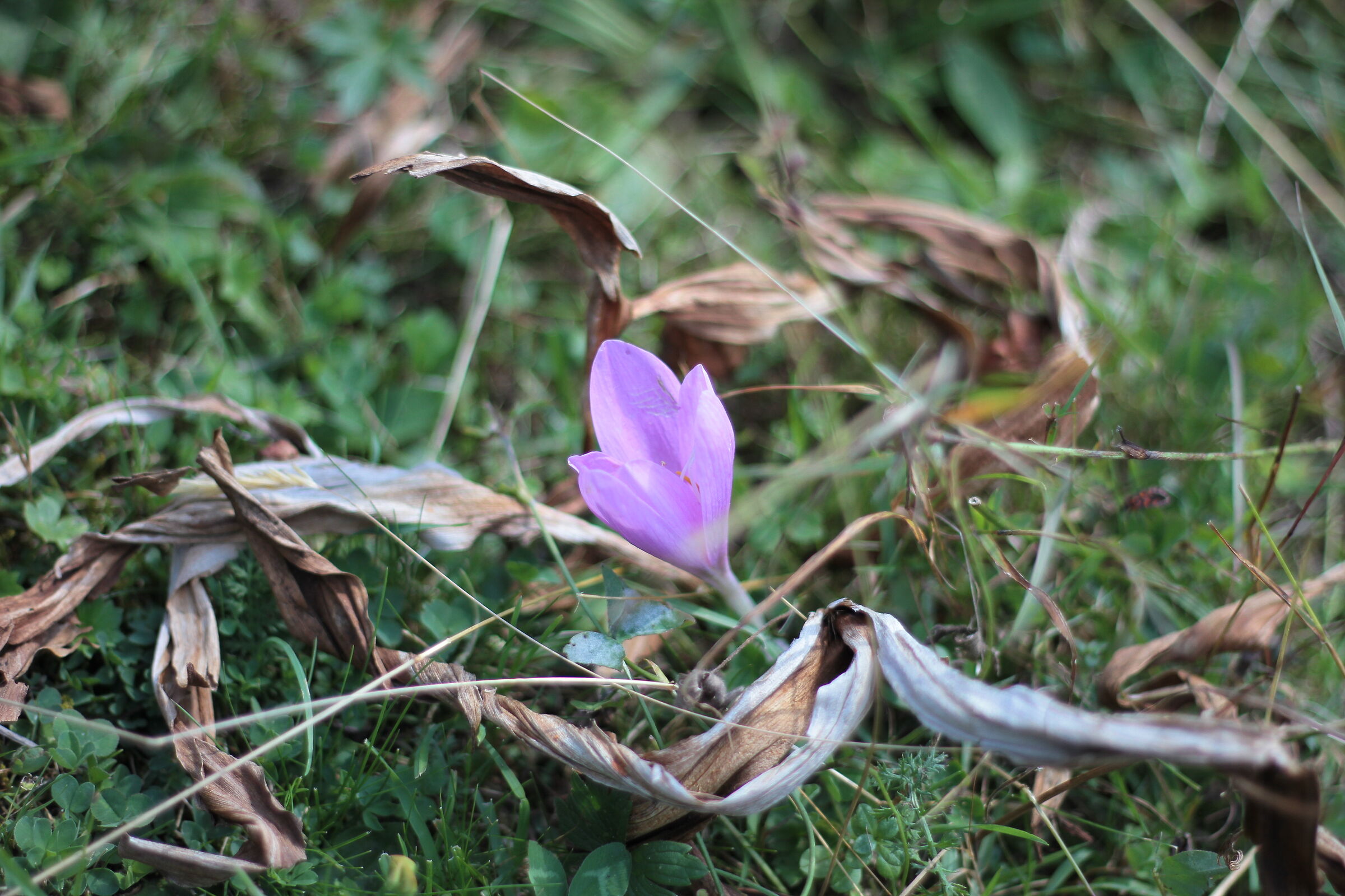 crocus
