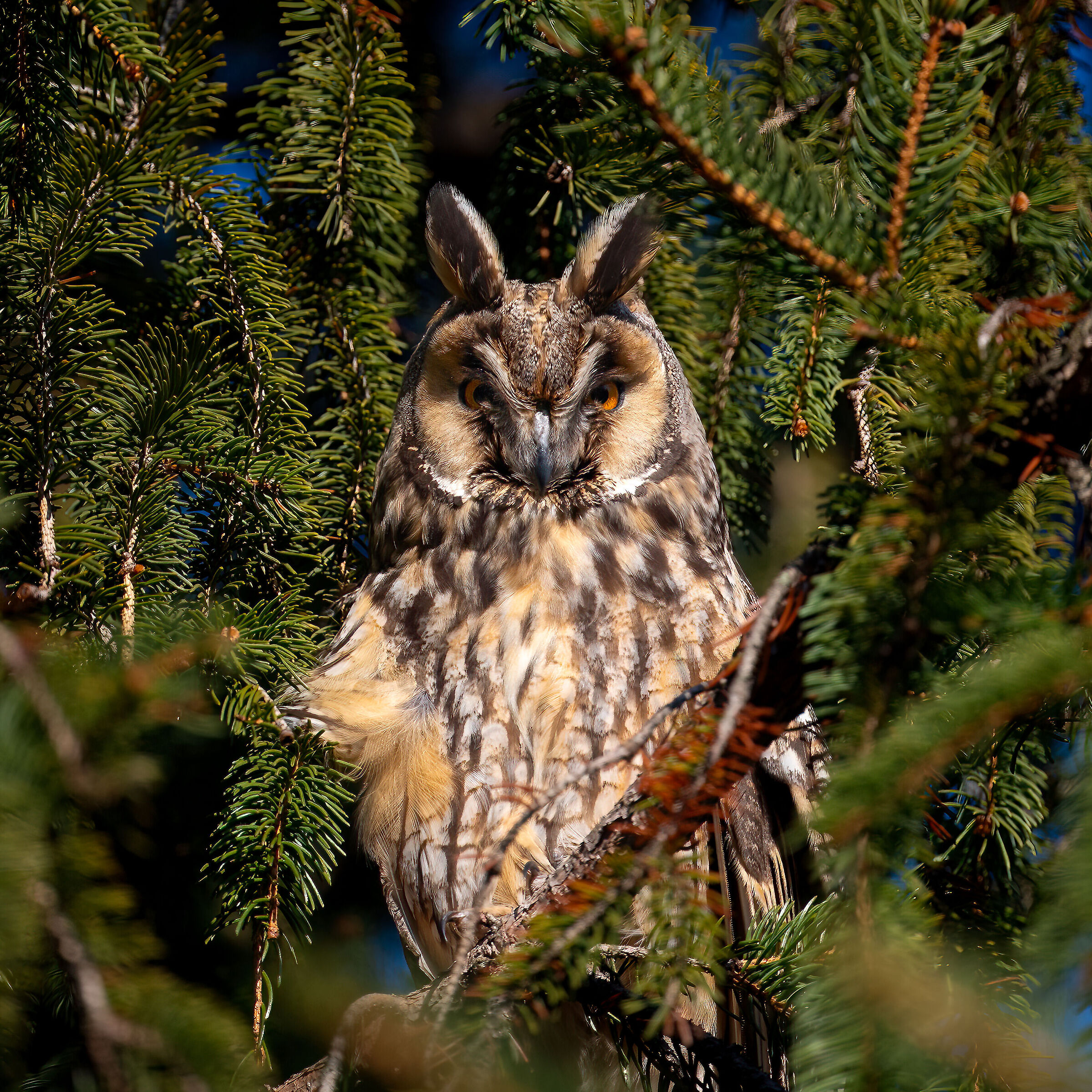 Owl ( Asio otus )