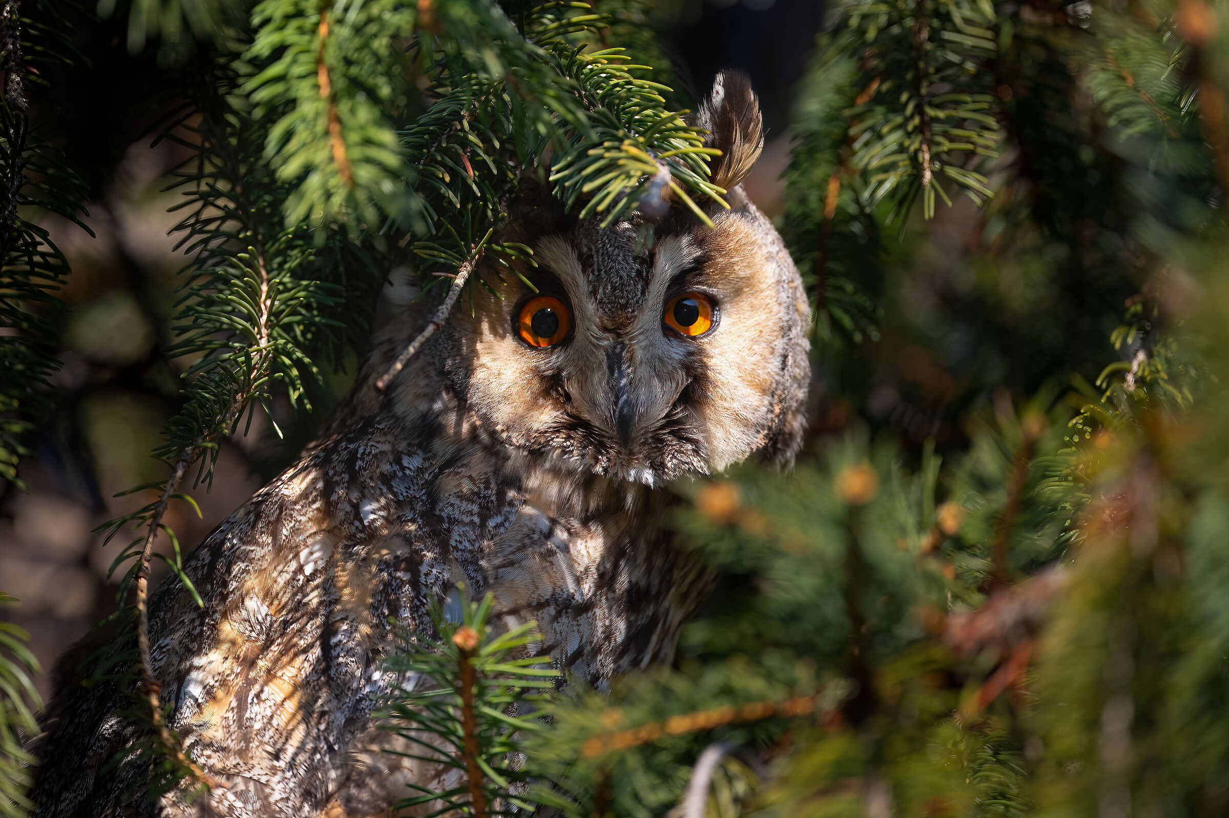 Owl ( Asio otus )