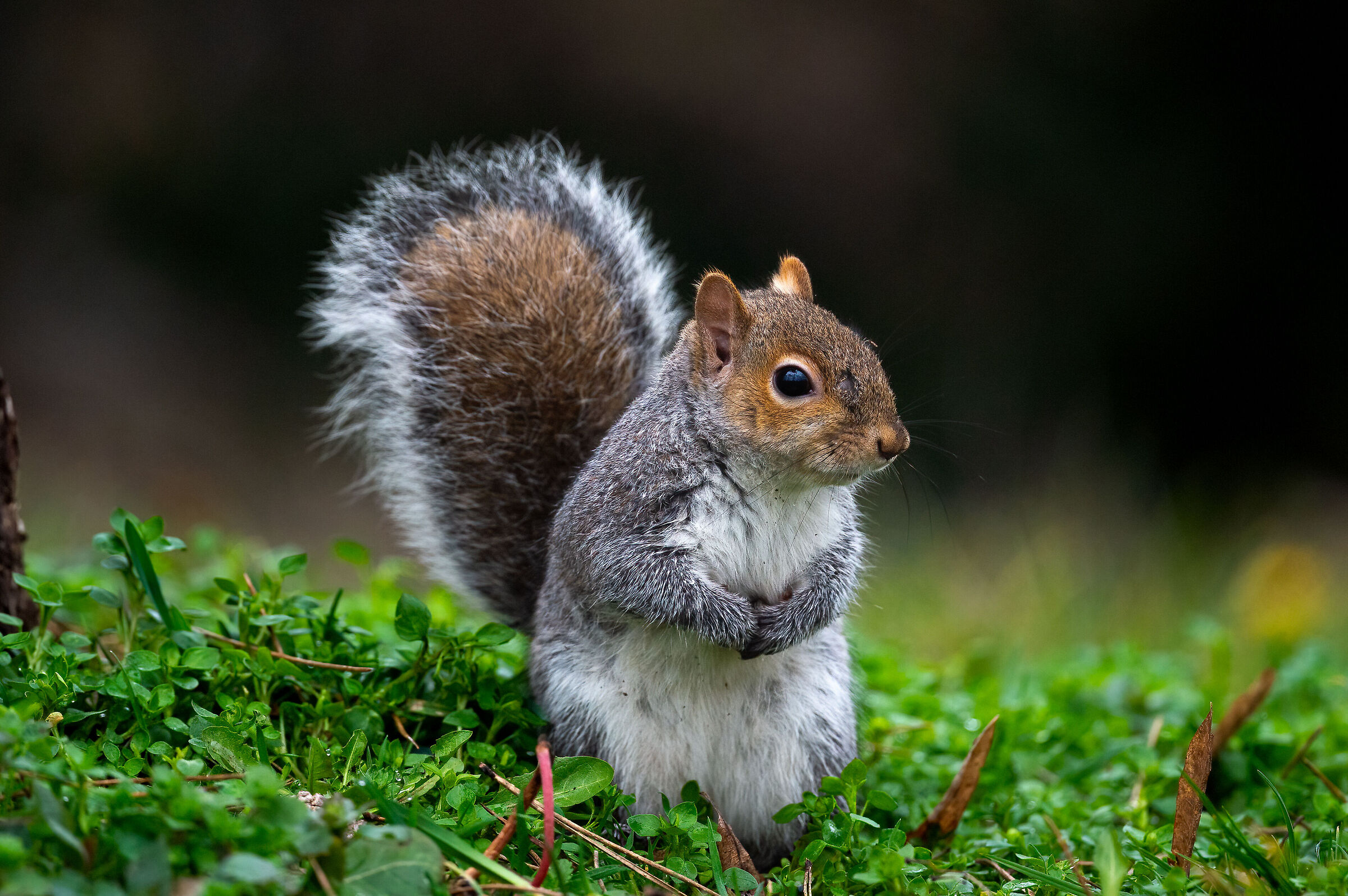 Grey Squirrel