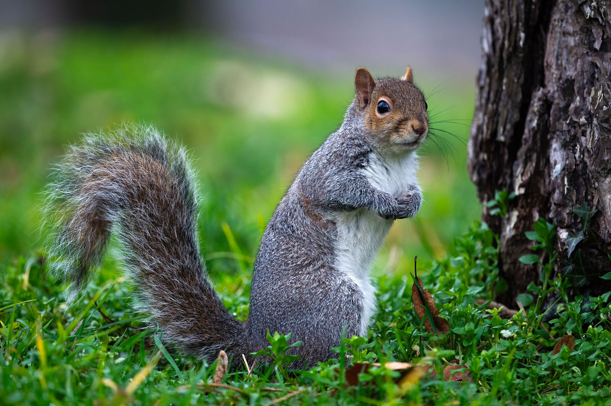 Grey Squirrel