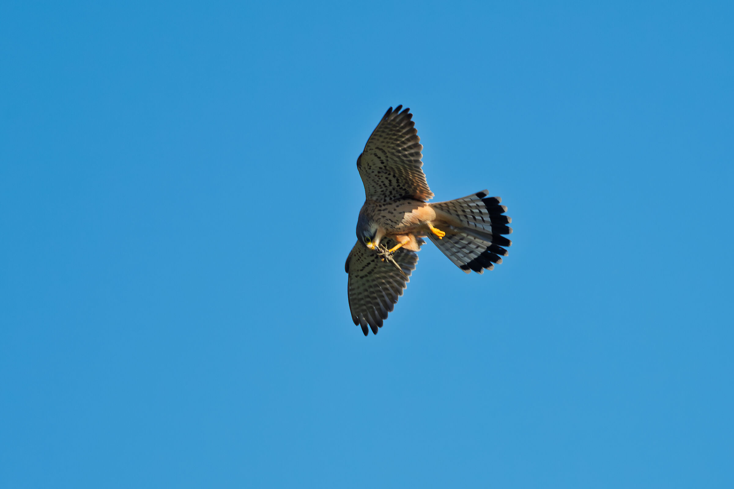 Kestrel