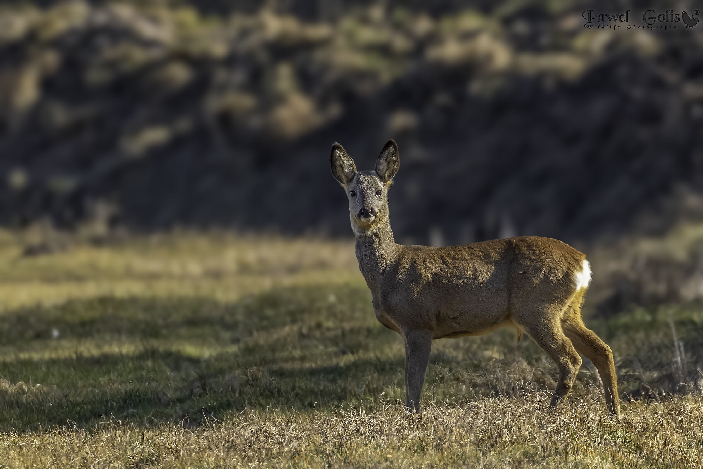 Capriolo (Capreolus capreolus)