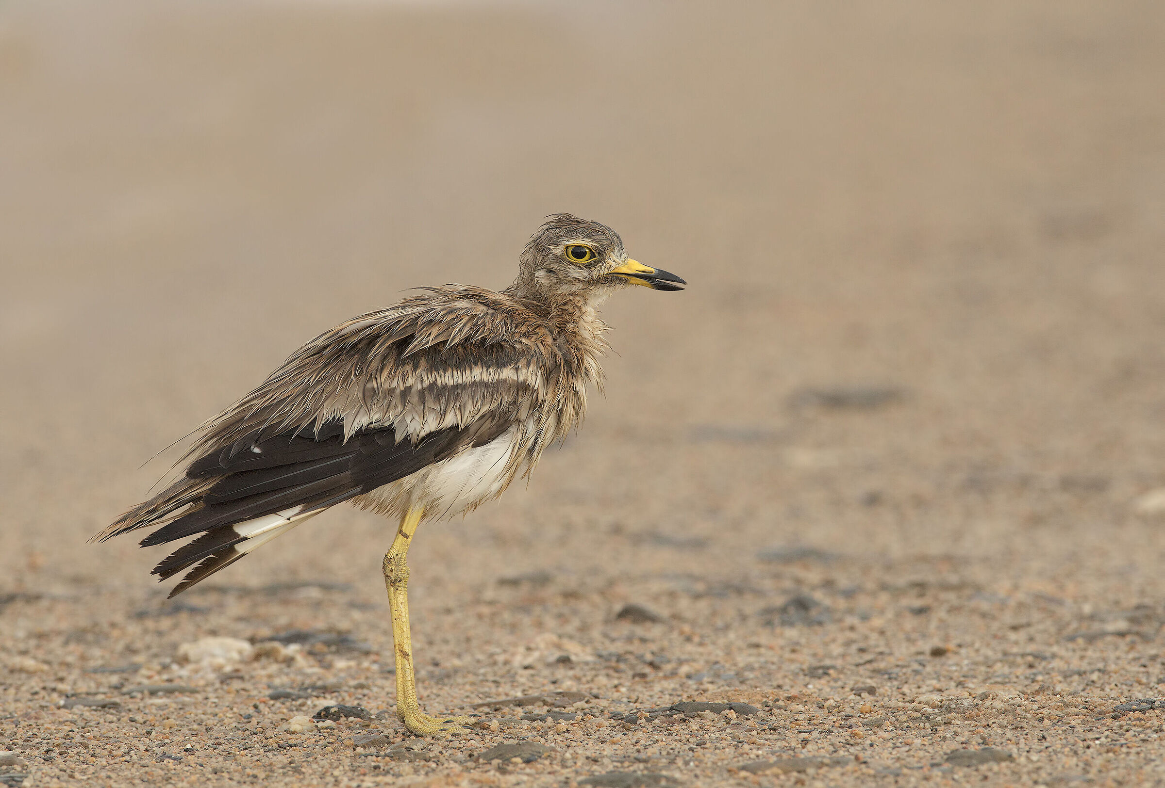occhione sotto la pioggia
