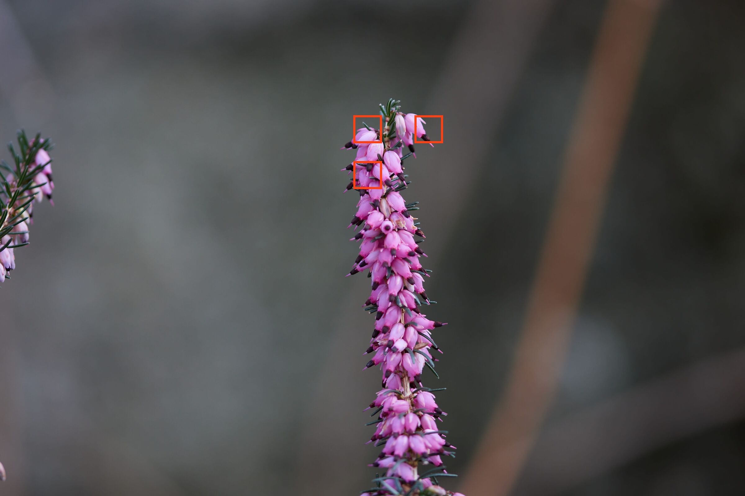 F2.8 heather