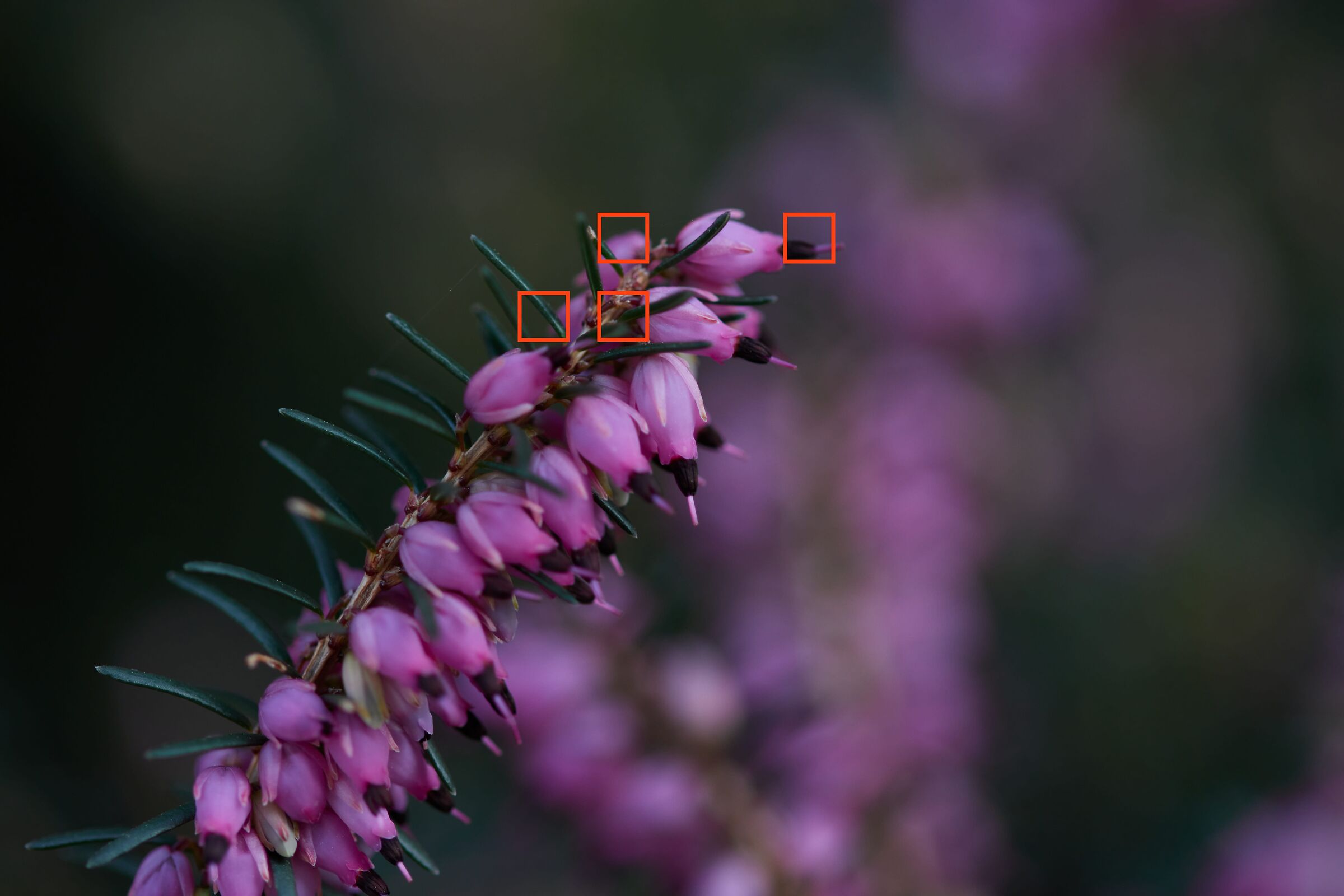 F2.8 heather2