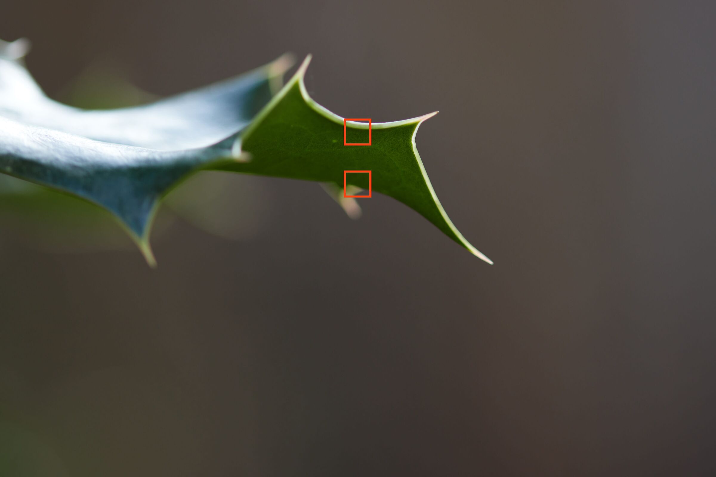 F2.8 Holly