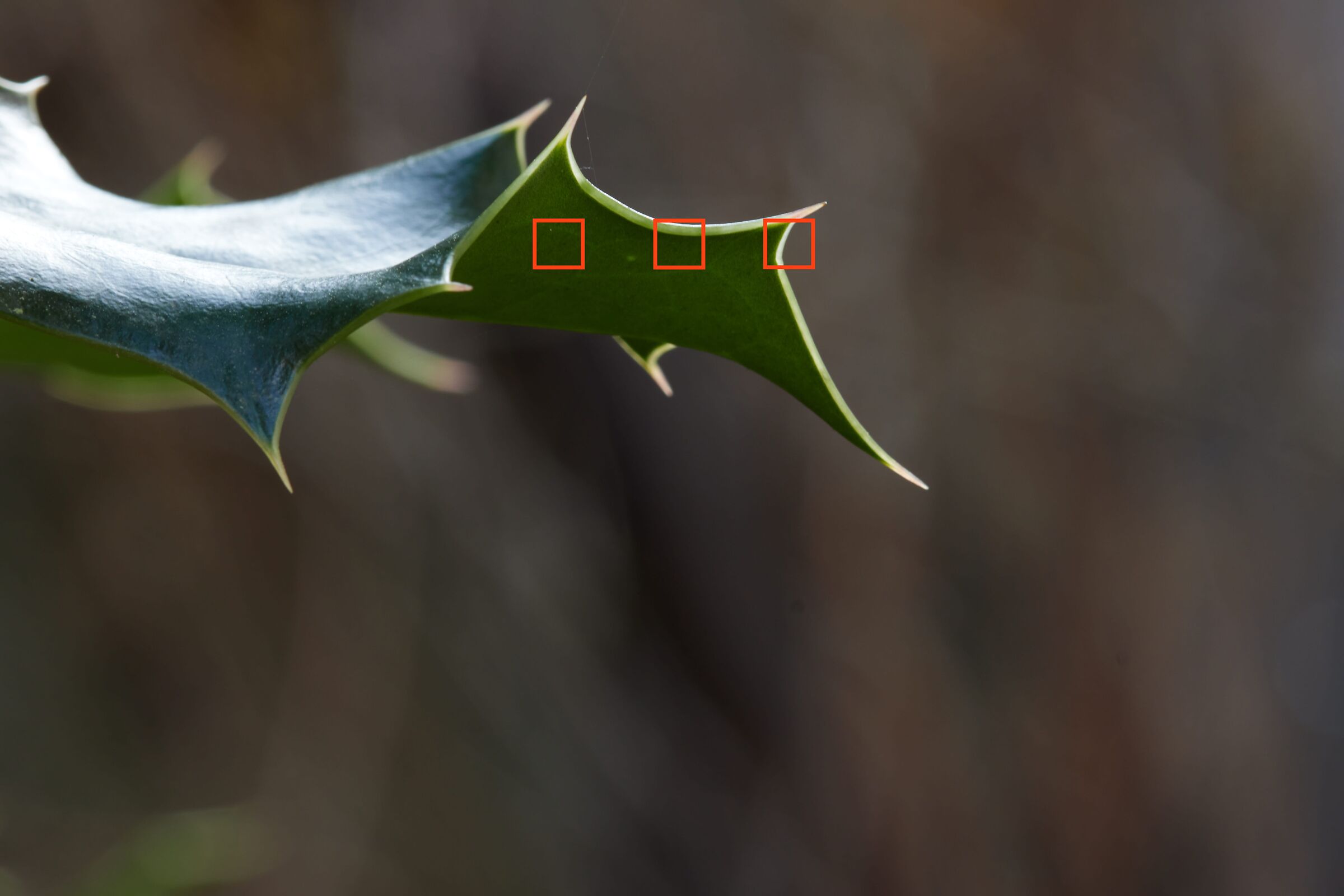 F11 Holly