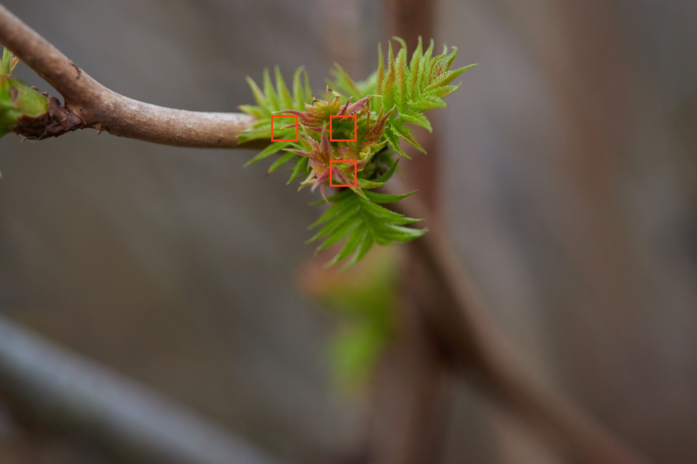 F2.8 leaf