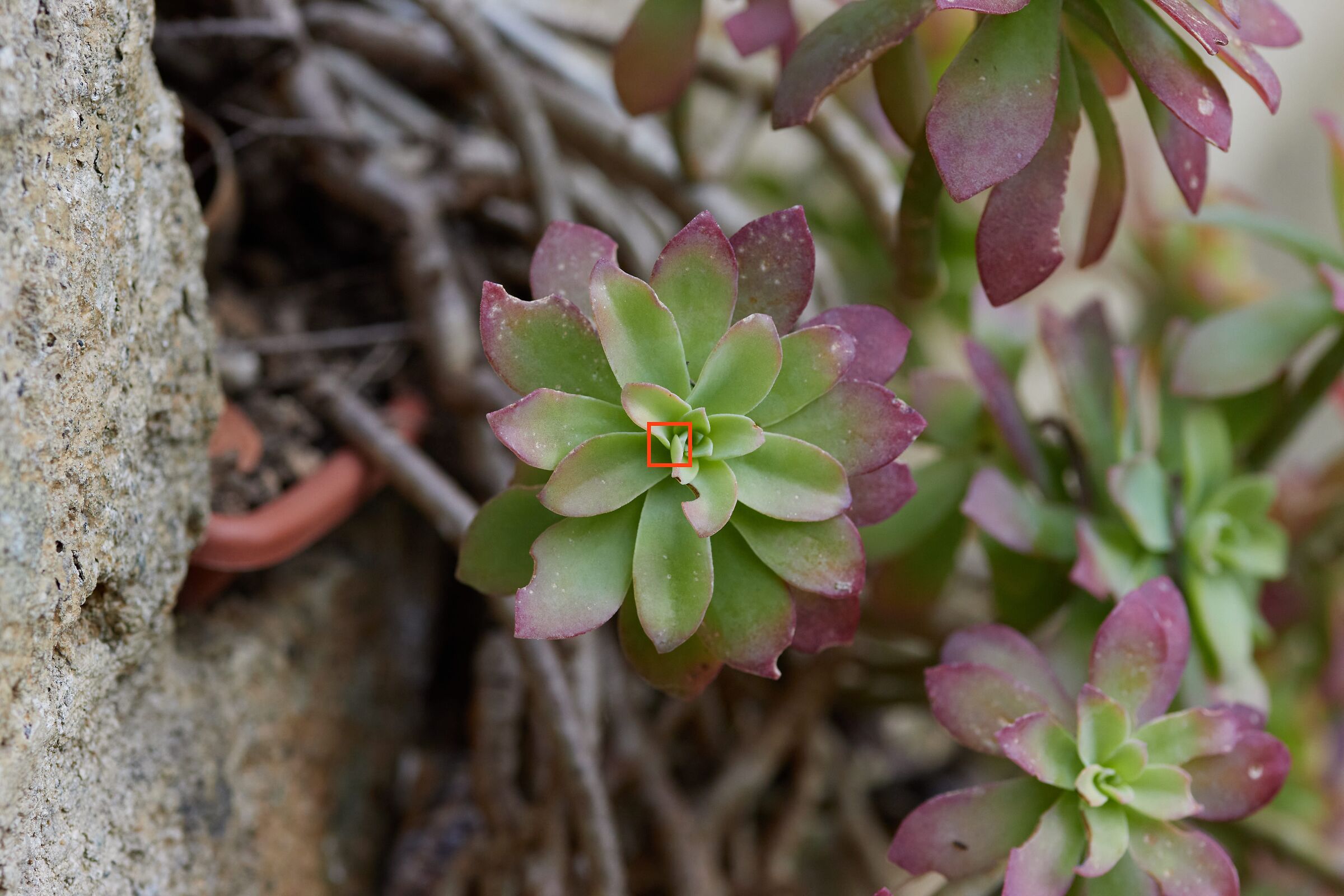 F5 succulent plant