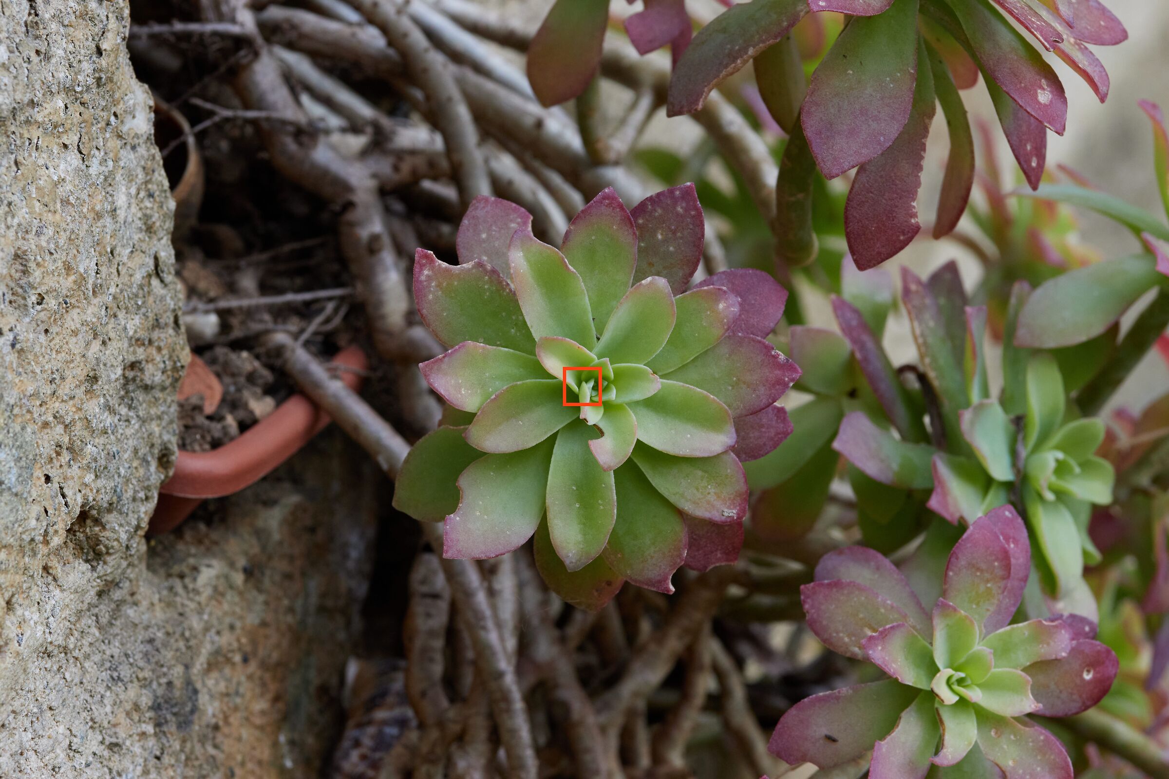 F11 succulent plant