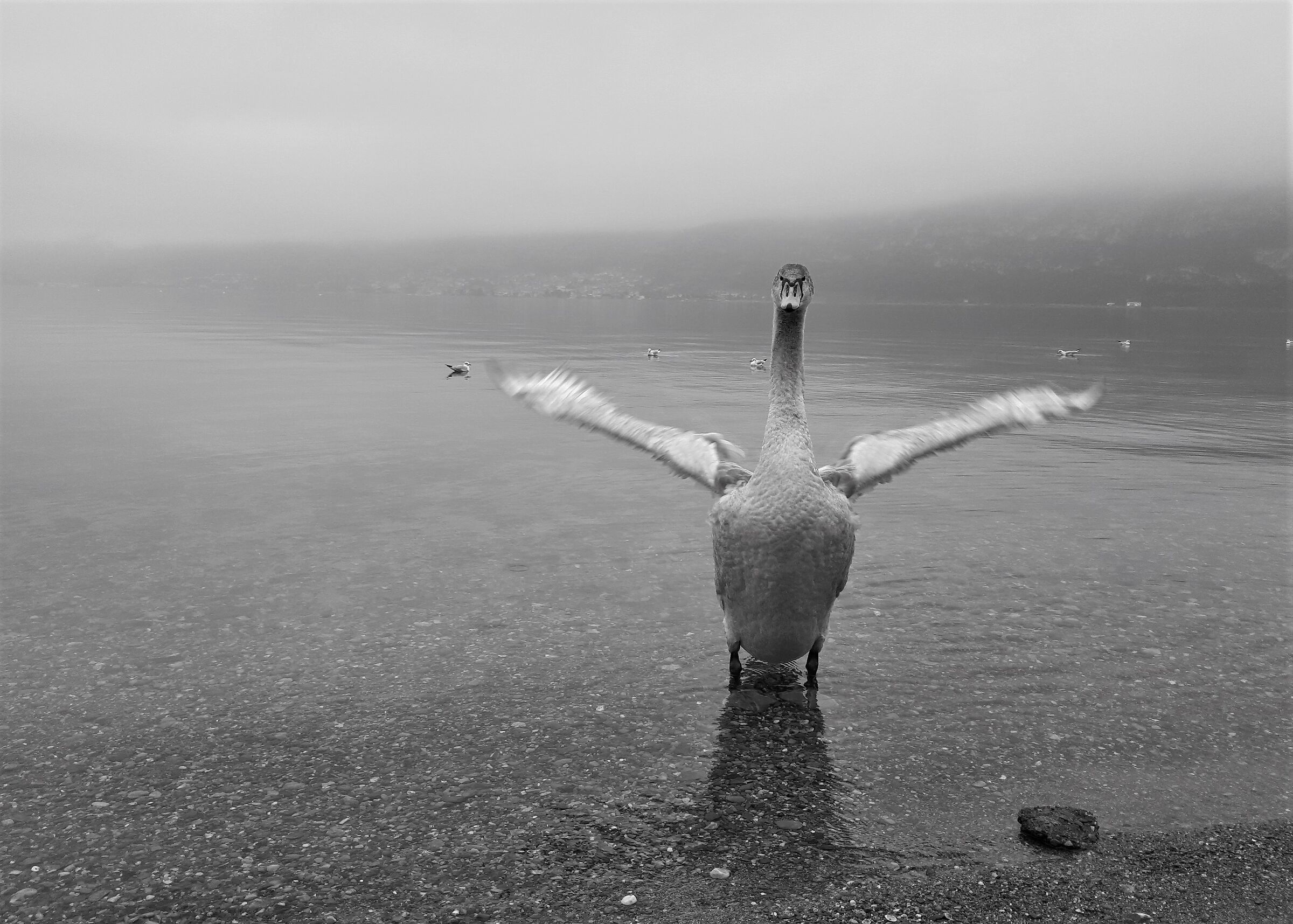Incontri ravvicinati... al Lago di Iseo