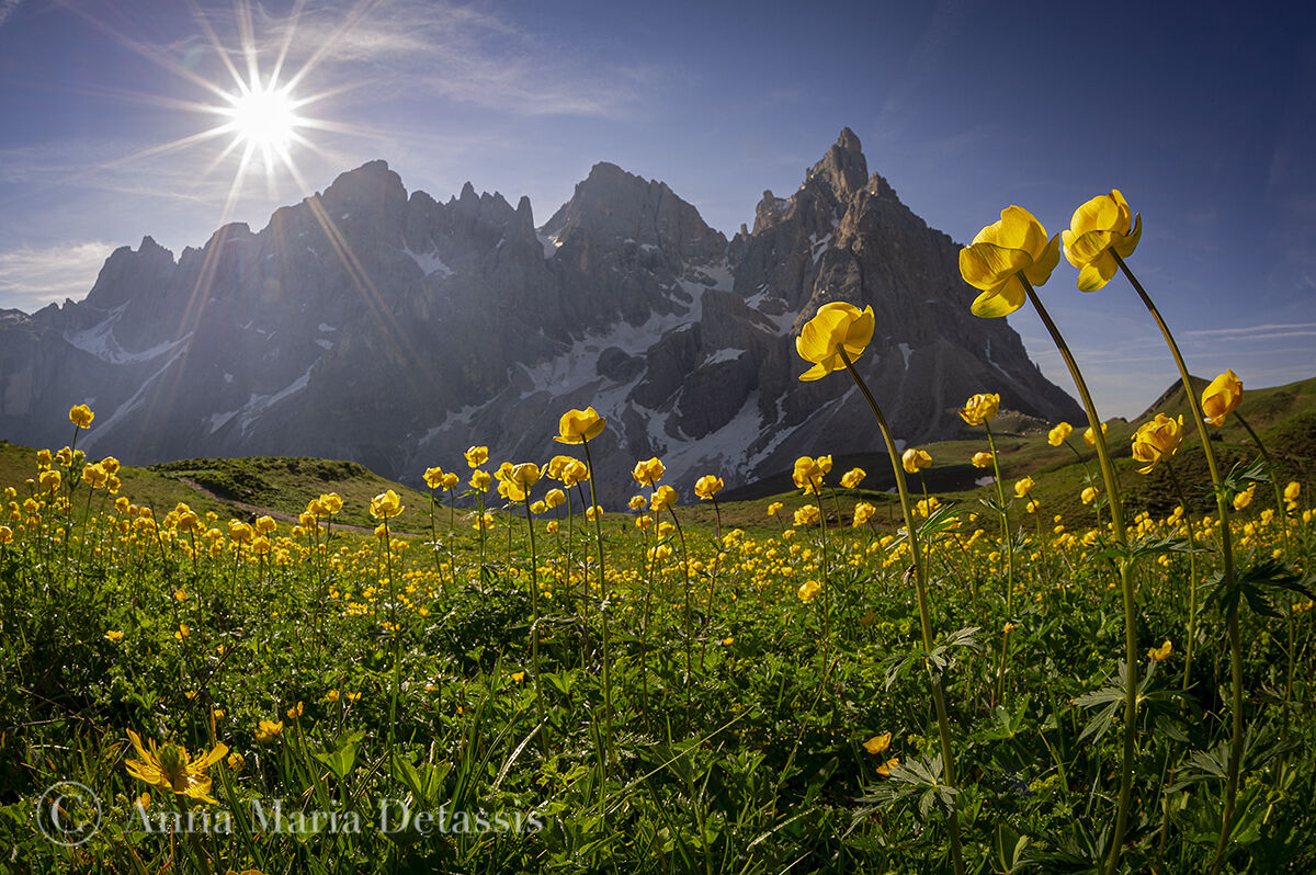 Fioriture ai piedi del Cimon della Pala