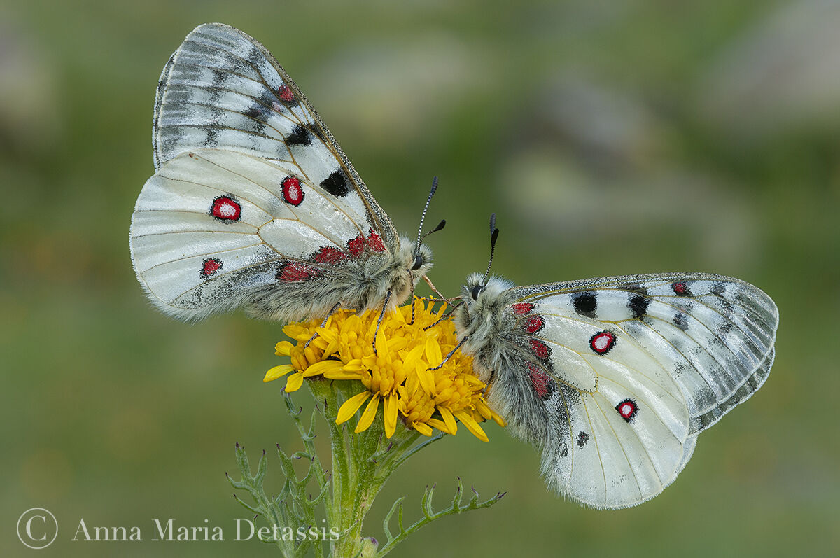 Parnassius phoebus