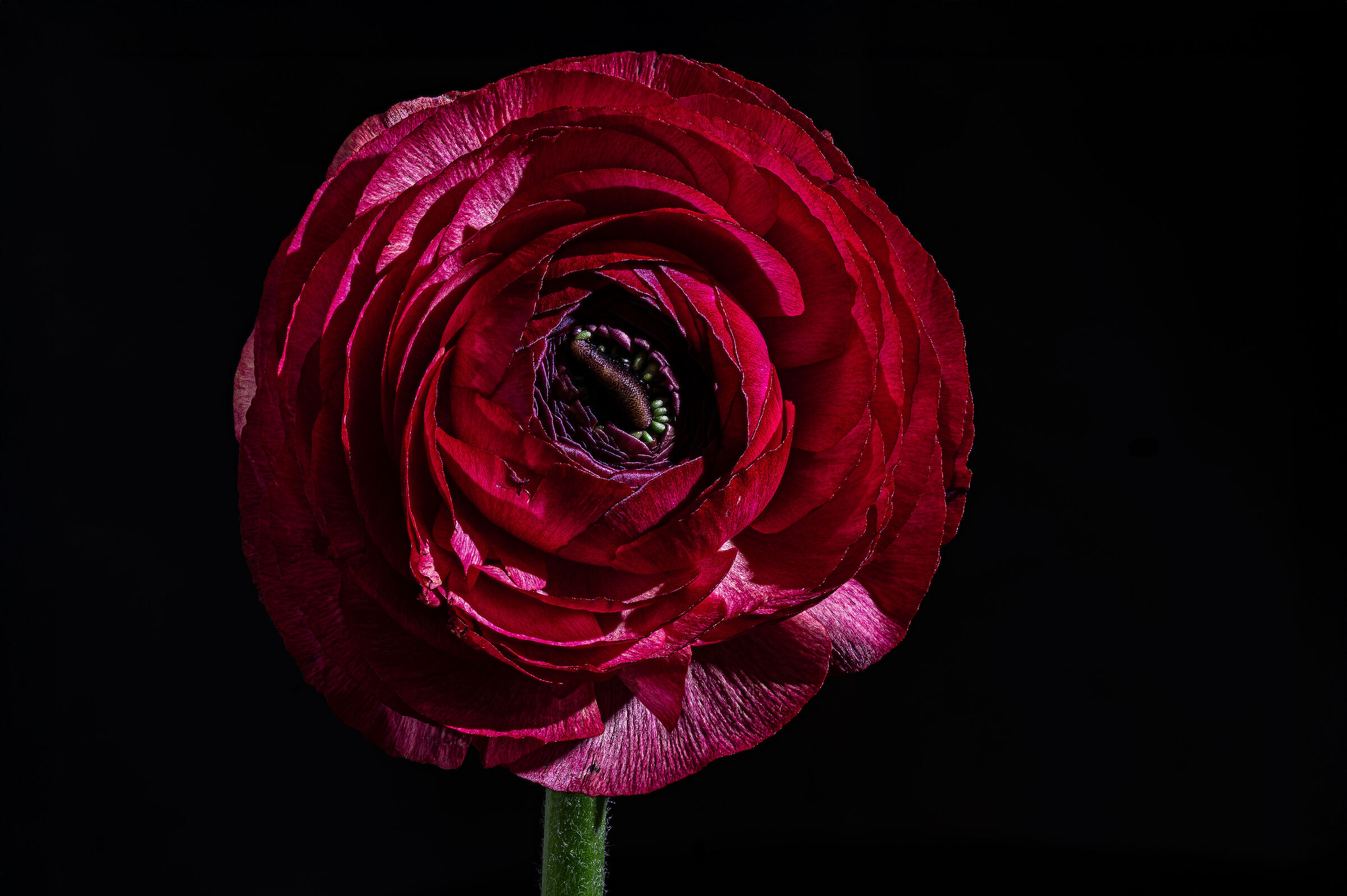 Ranunculus asiaticus