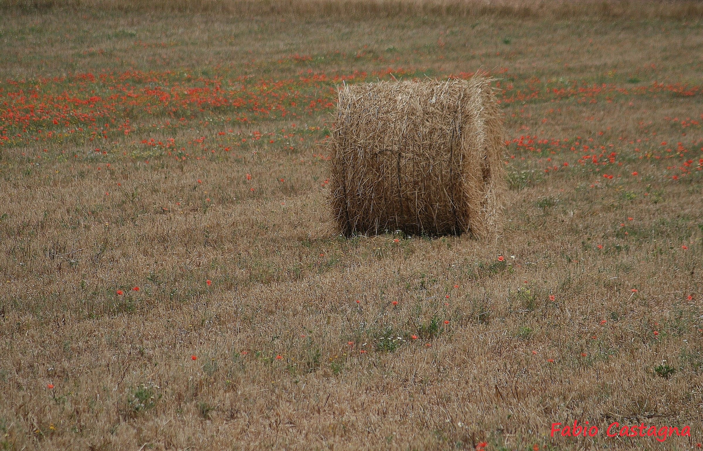 Alone among the poppies