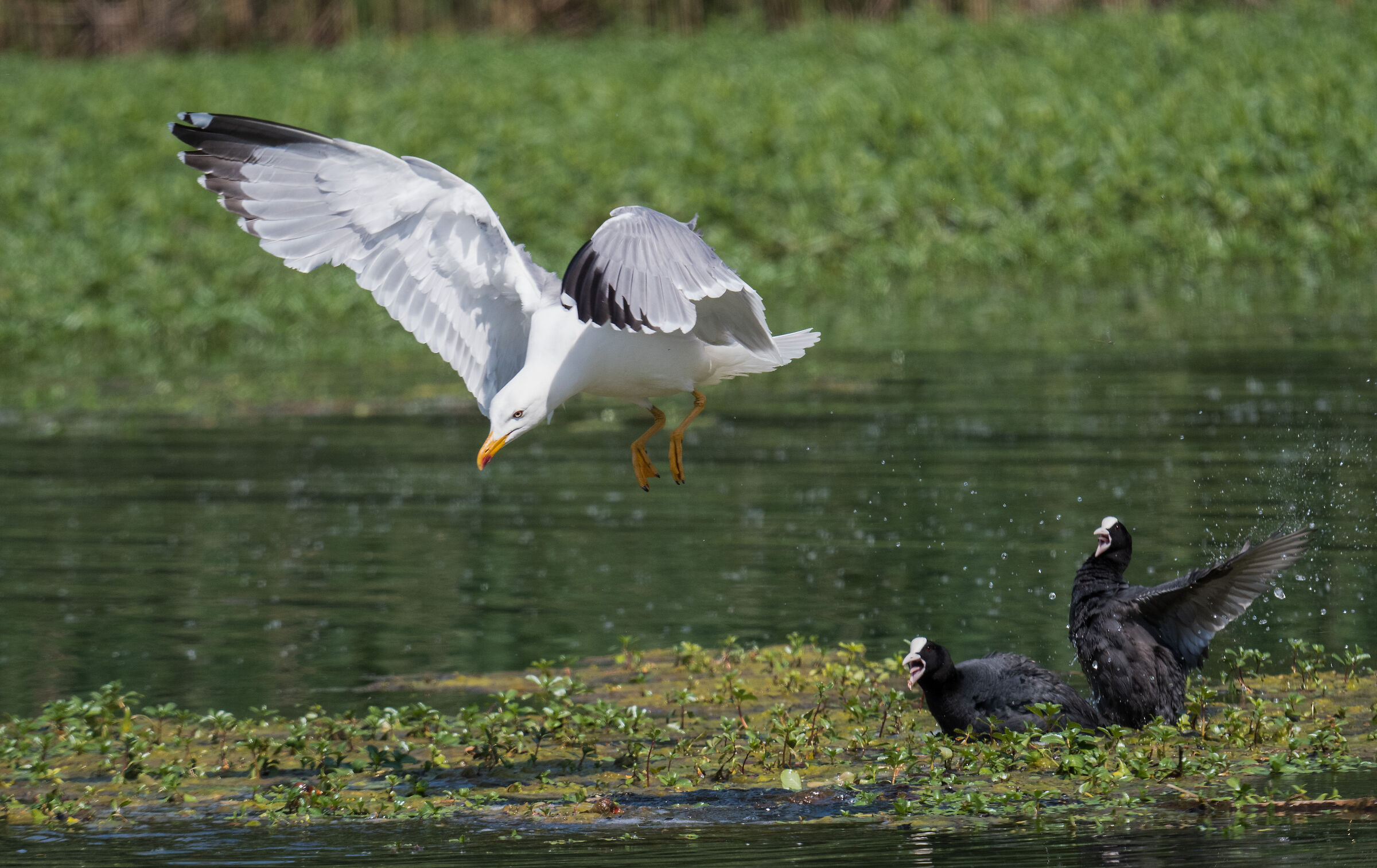 Sequence 1 Seagull attack on the coot pullet