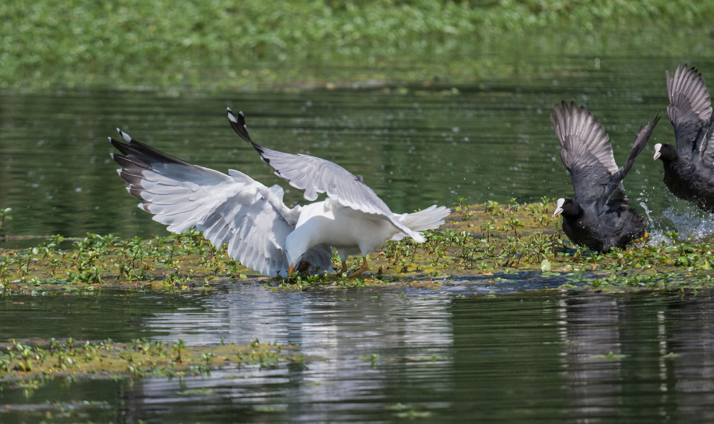 Sequence 2 Seagull attack on the coot pullet