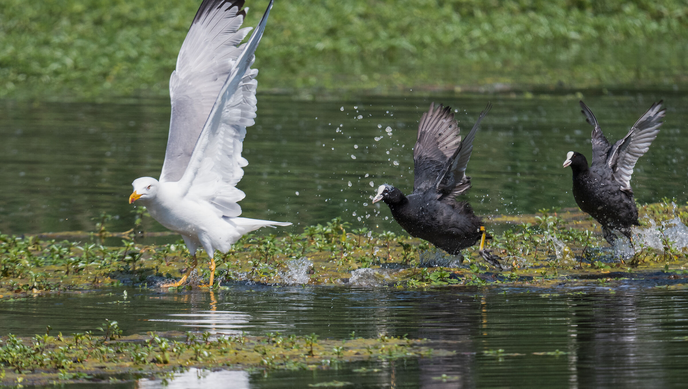 Sequence 3 Seagull attack on the coot pullet
