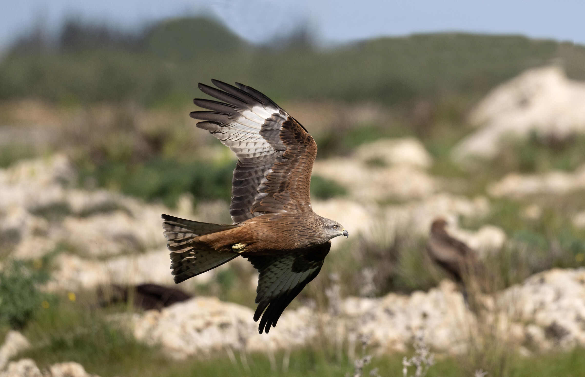 Nibbio bruno a Campobello Di Mazara