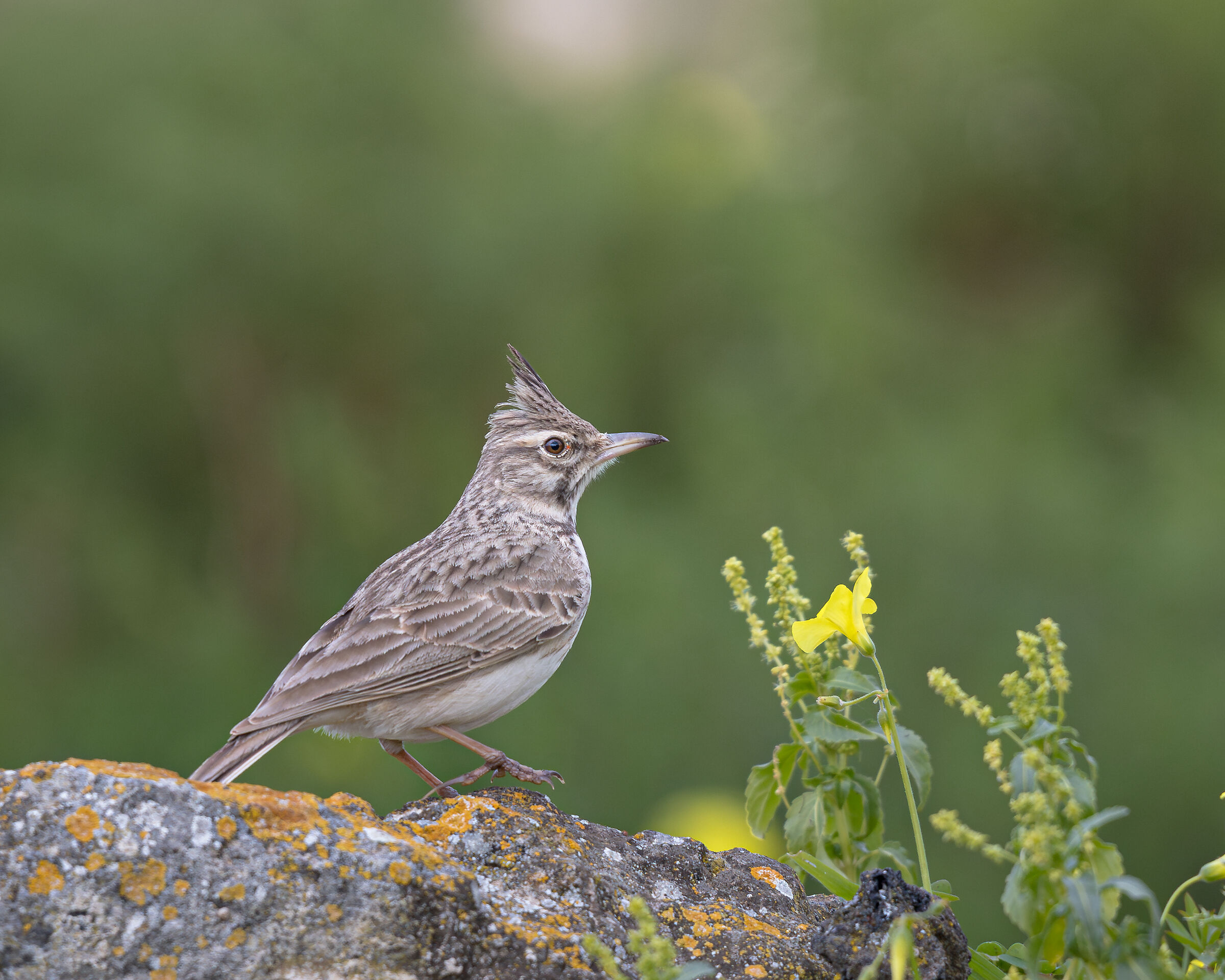 Crested lark