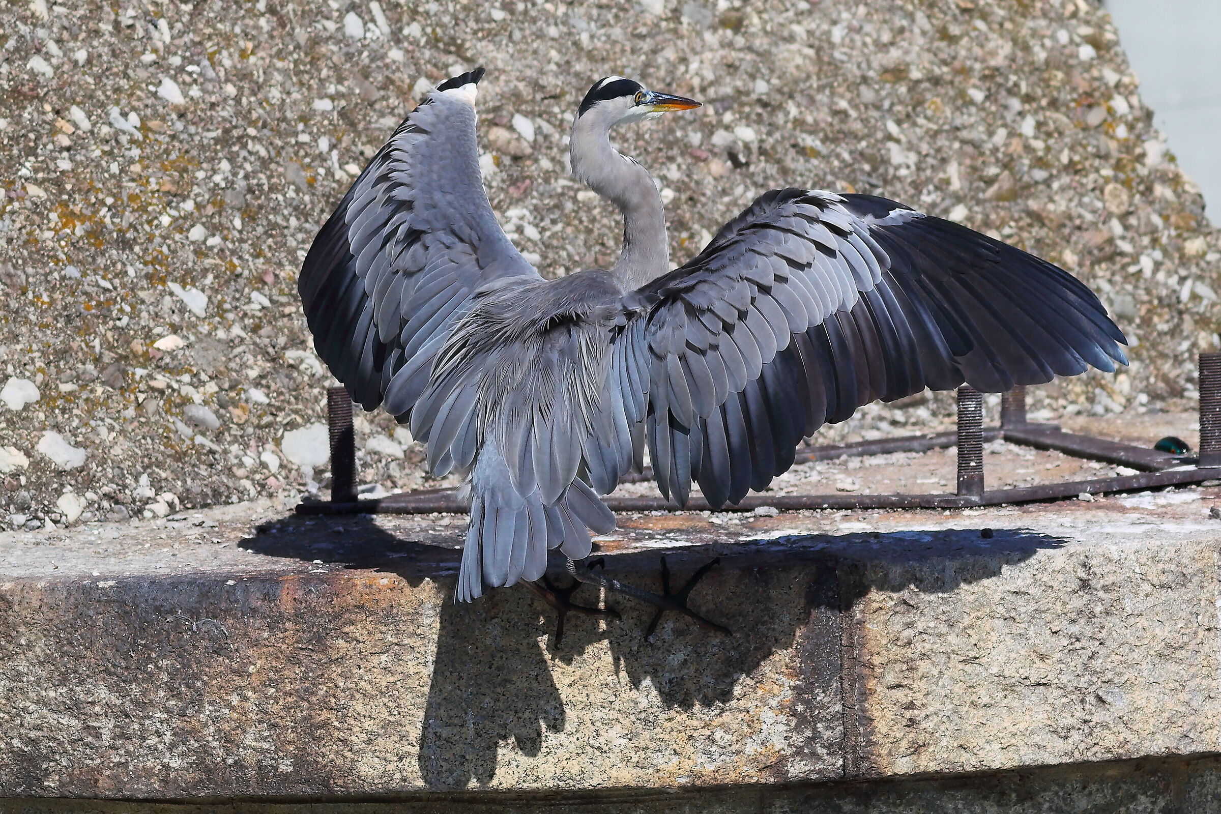 Cenerino 30 settembre 2024 - 0142