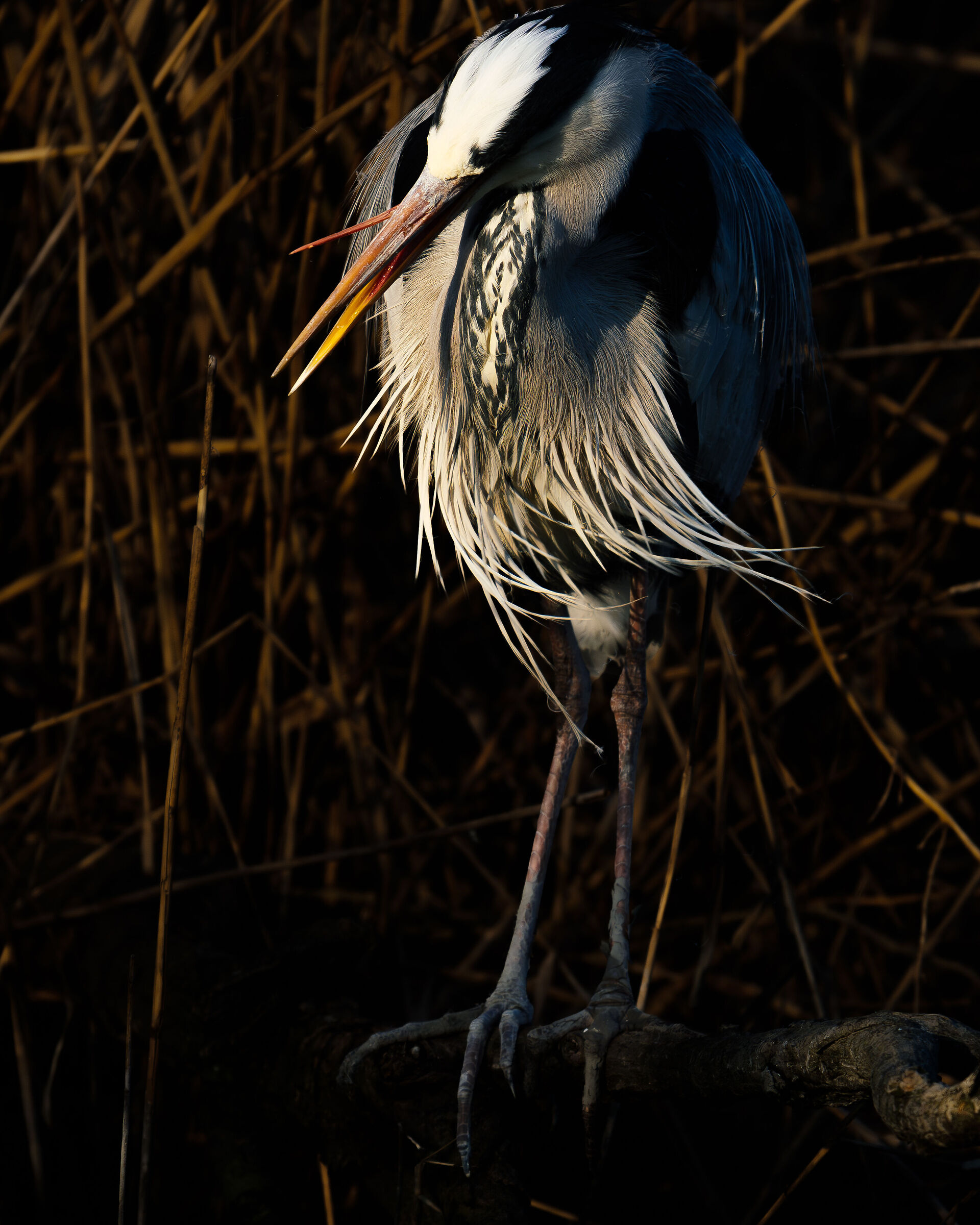 Ardea cinerea