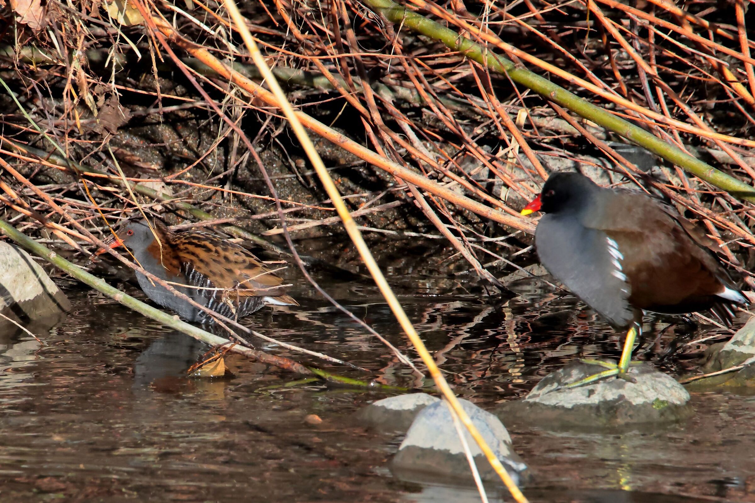 La Gallinella e il Porciglione