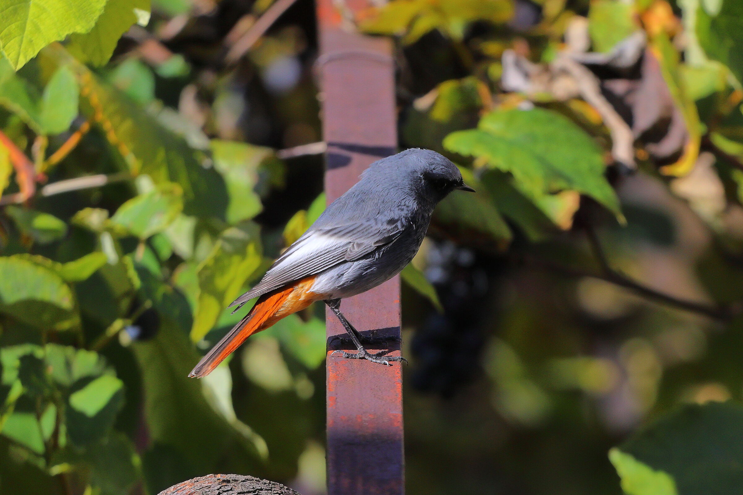 Codirosso S M 11 ottobre 2024 - 0263