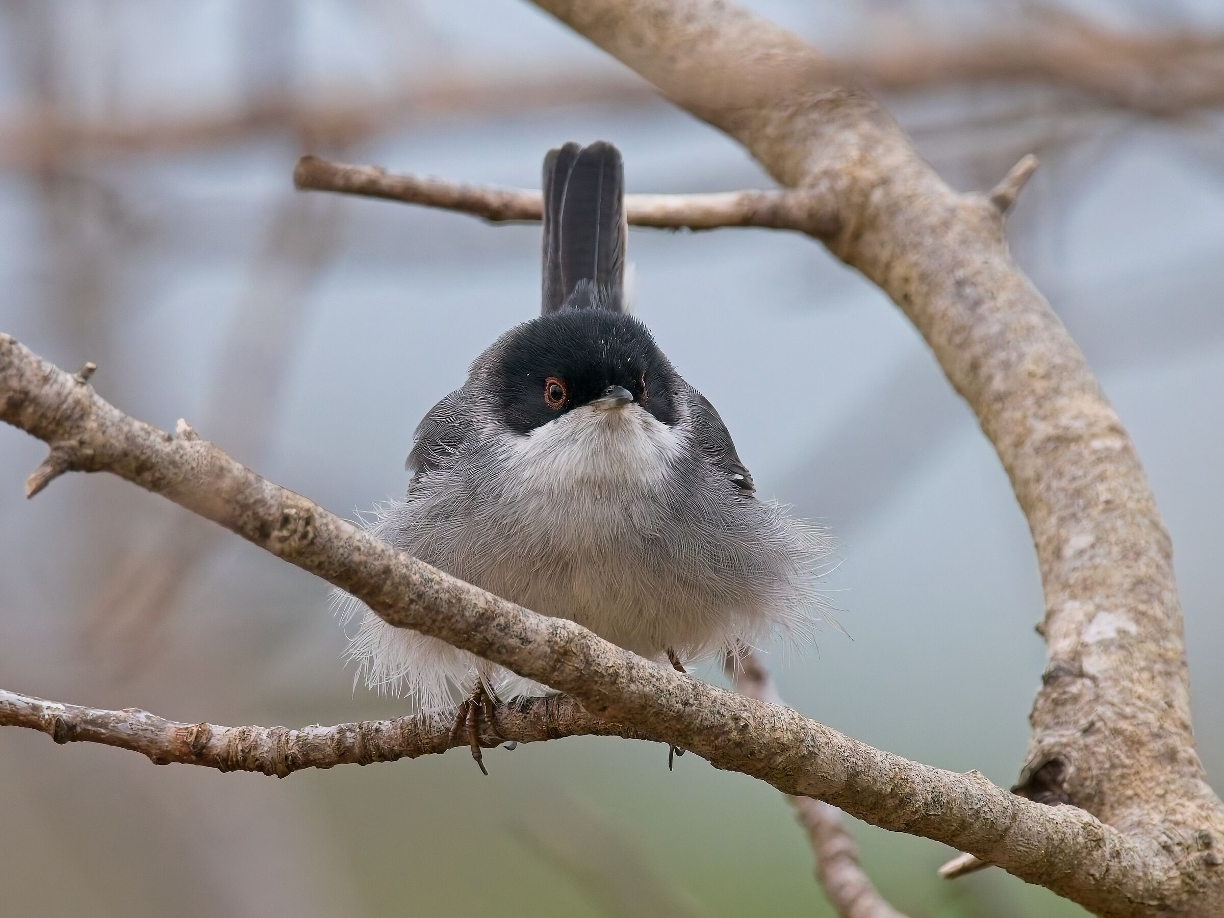 Sardinian warbler