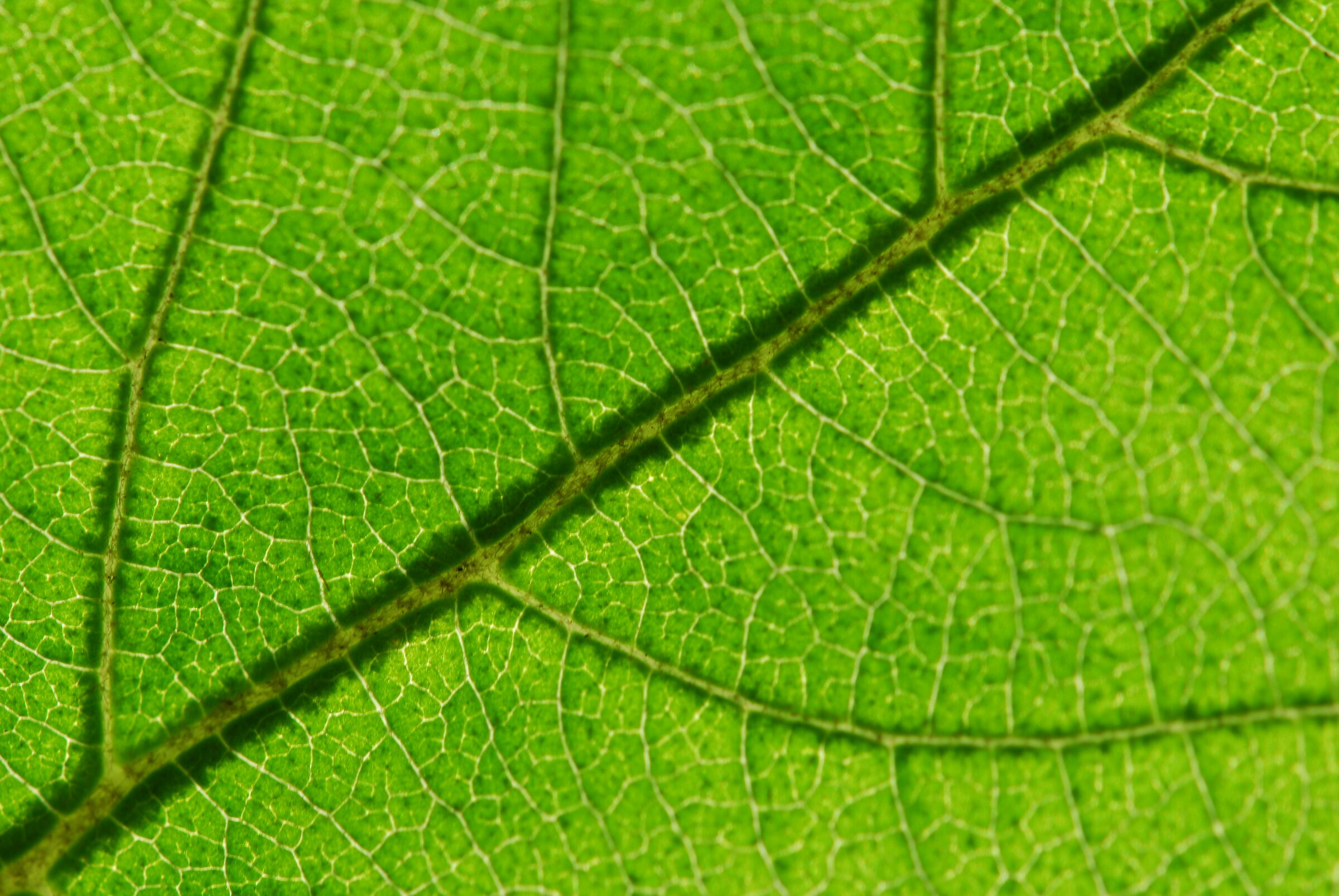 Foglia verde