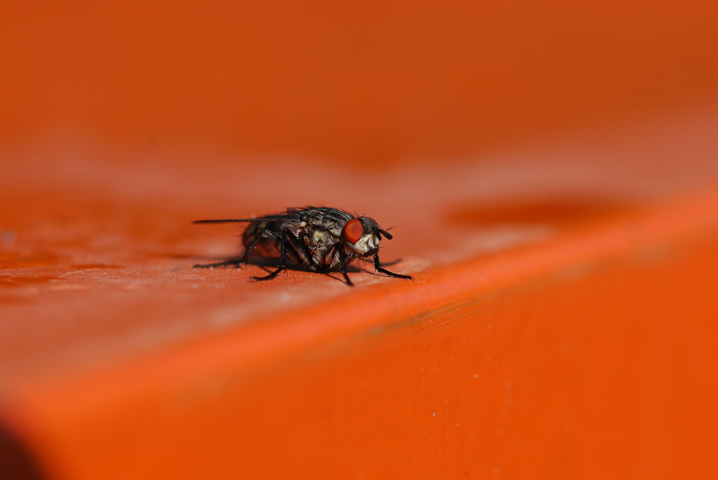 Mosca