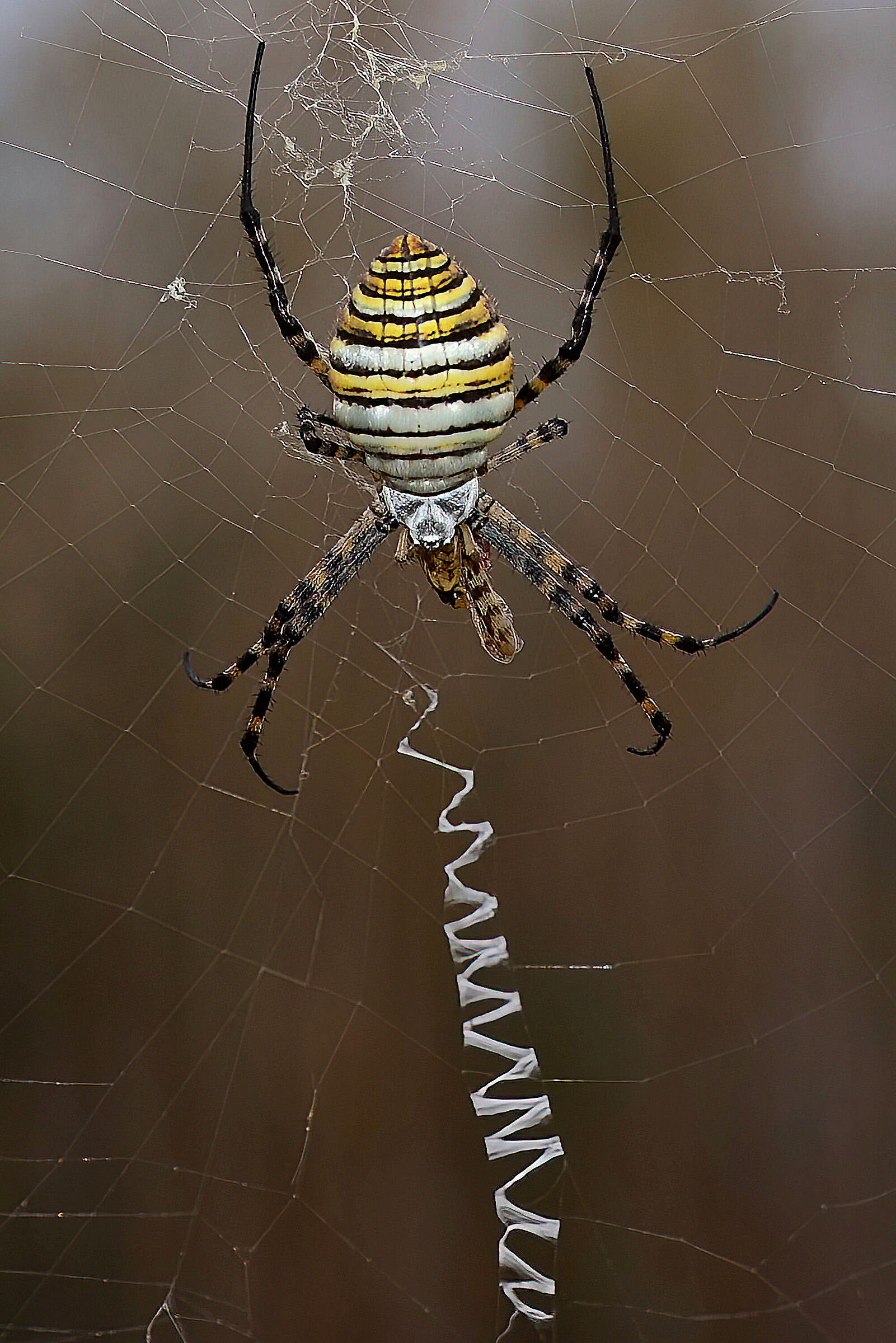 Argiope trifasciata
