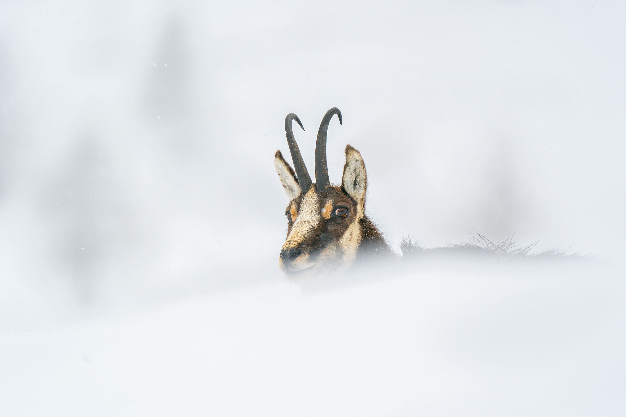 Camoscio nella tormenta