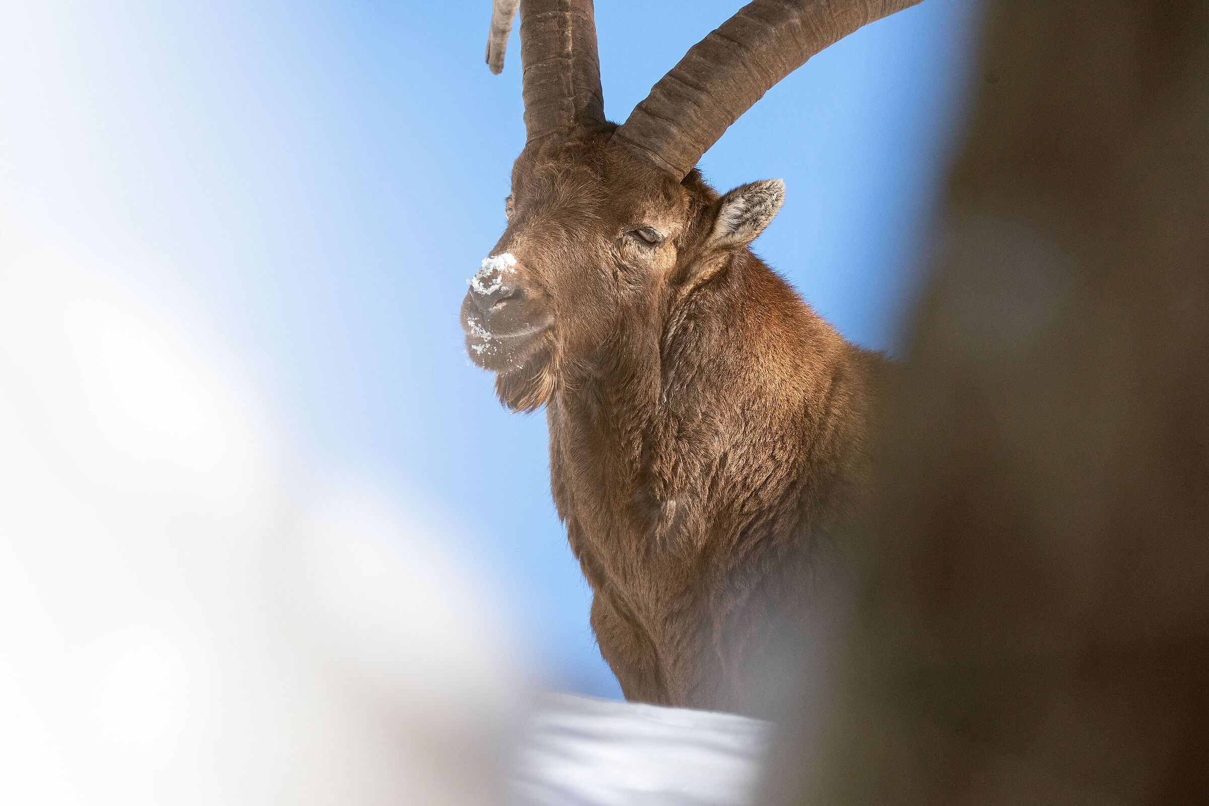 In cerca di fili d'erba