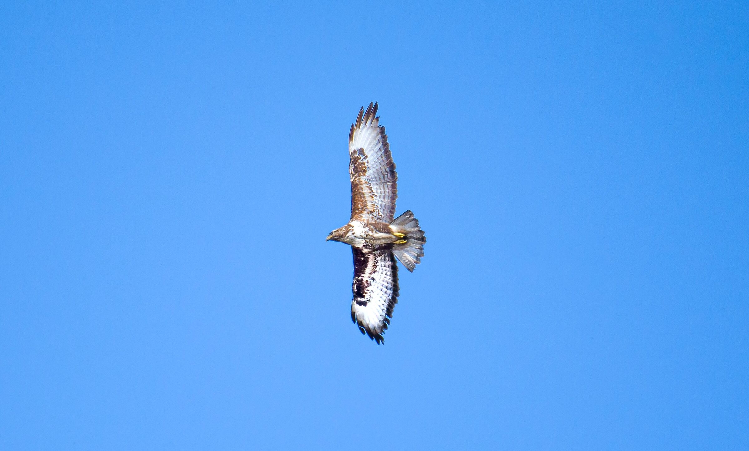 A buzzard more unique than rare