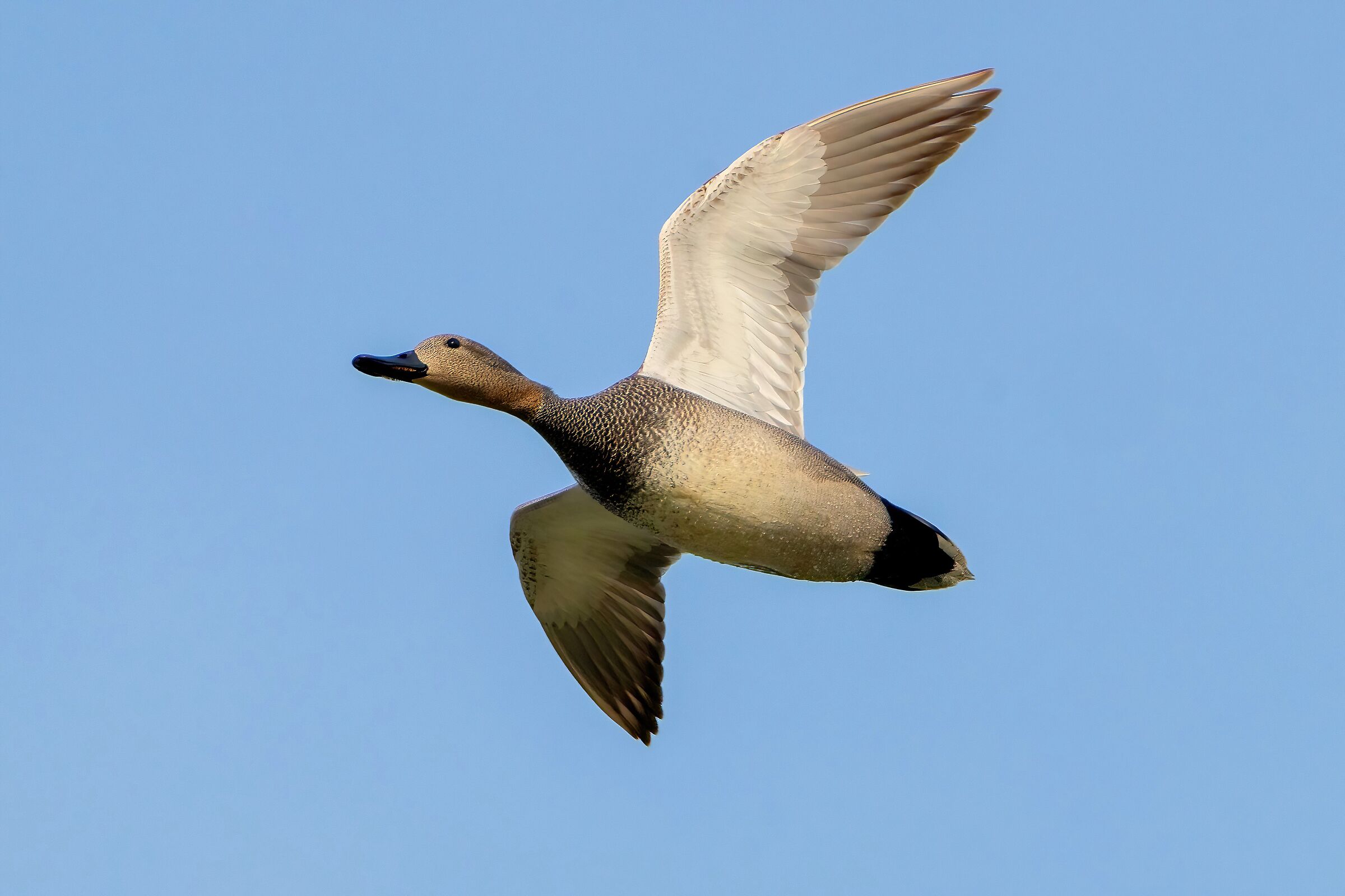 Gadwall (Anas Strepera)