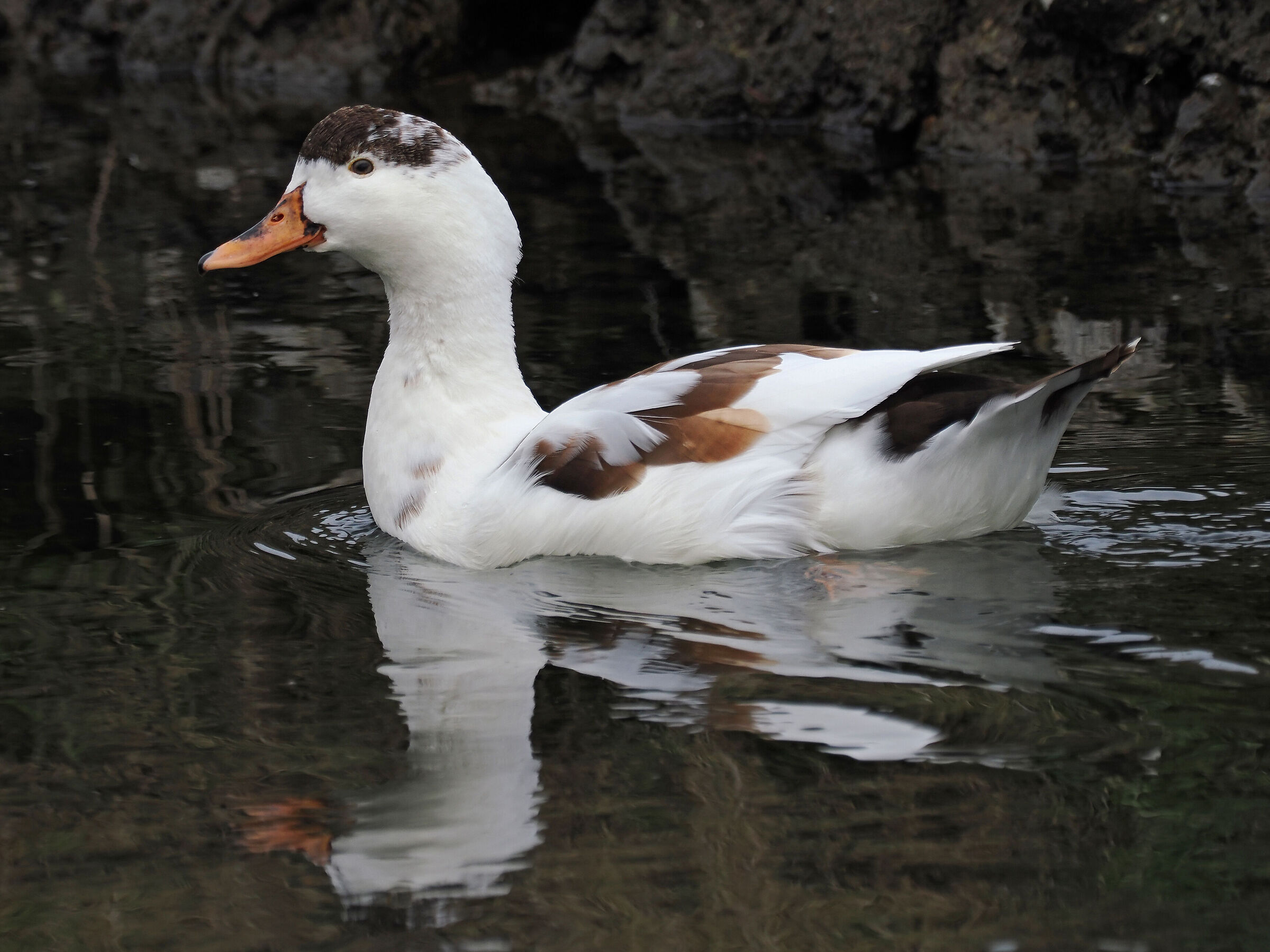 Help Identification Domestic Duck?