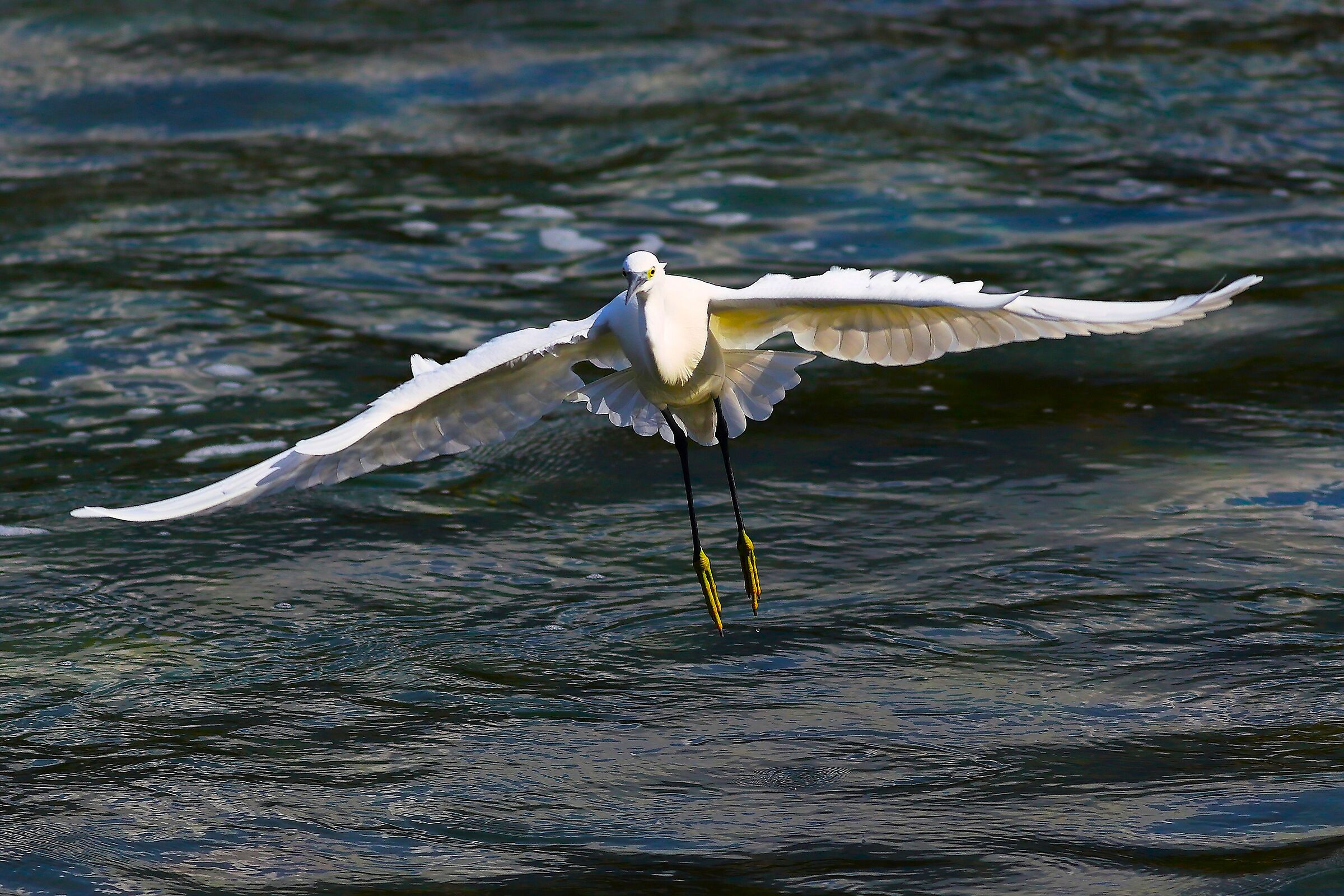 Garzetta 30 settembre 2024 - 0148