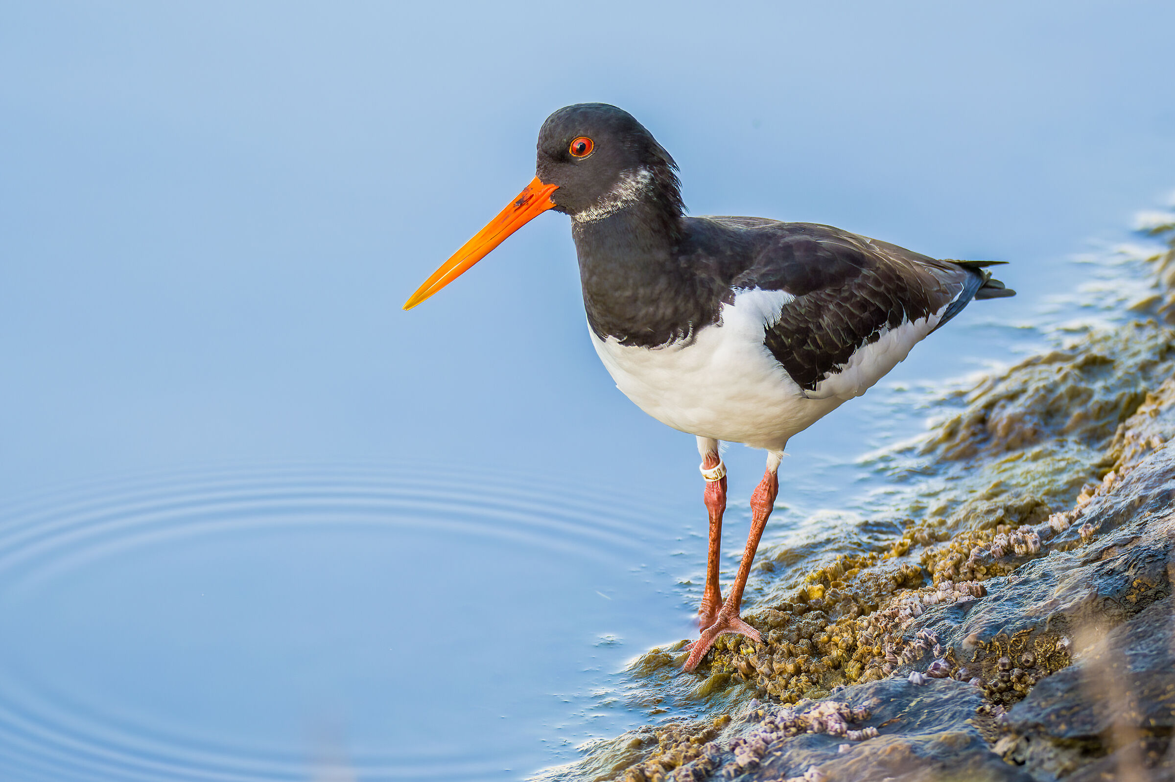 Oystercatcher (Haematopus ostralegus)
