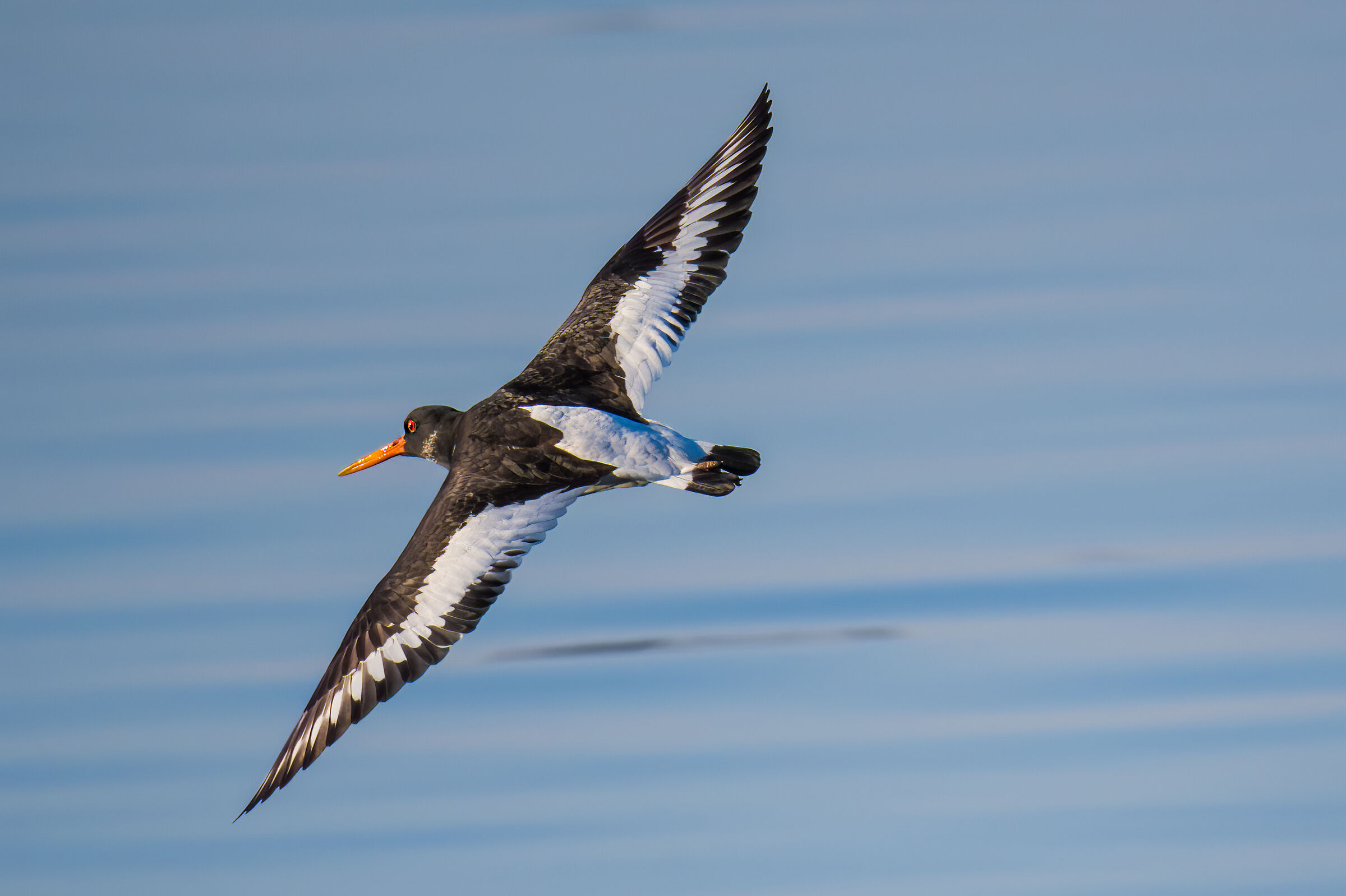Oystercatcher (Haematopus ostralegus)