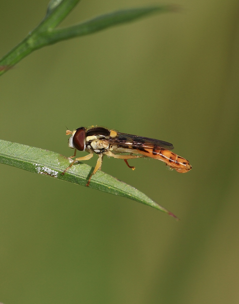 Apino supermini( Syrphidae)