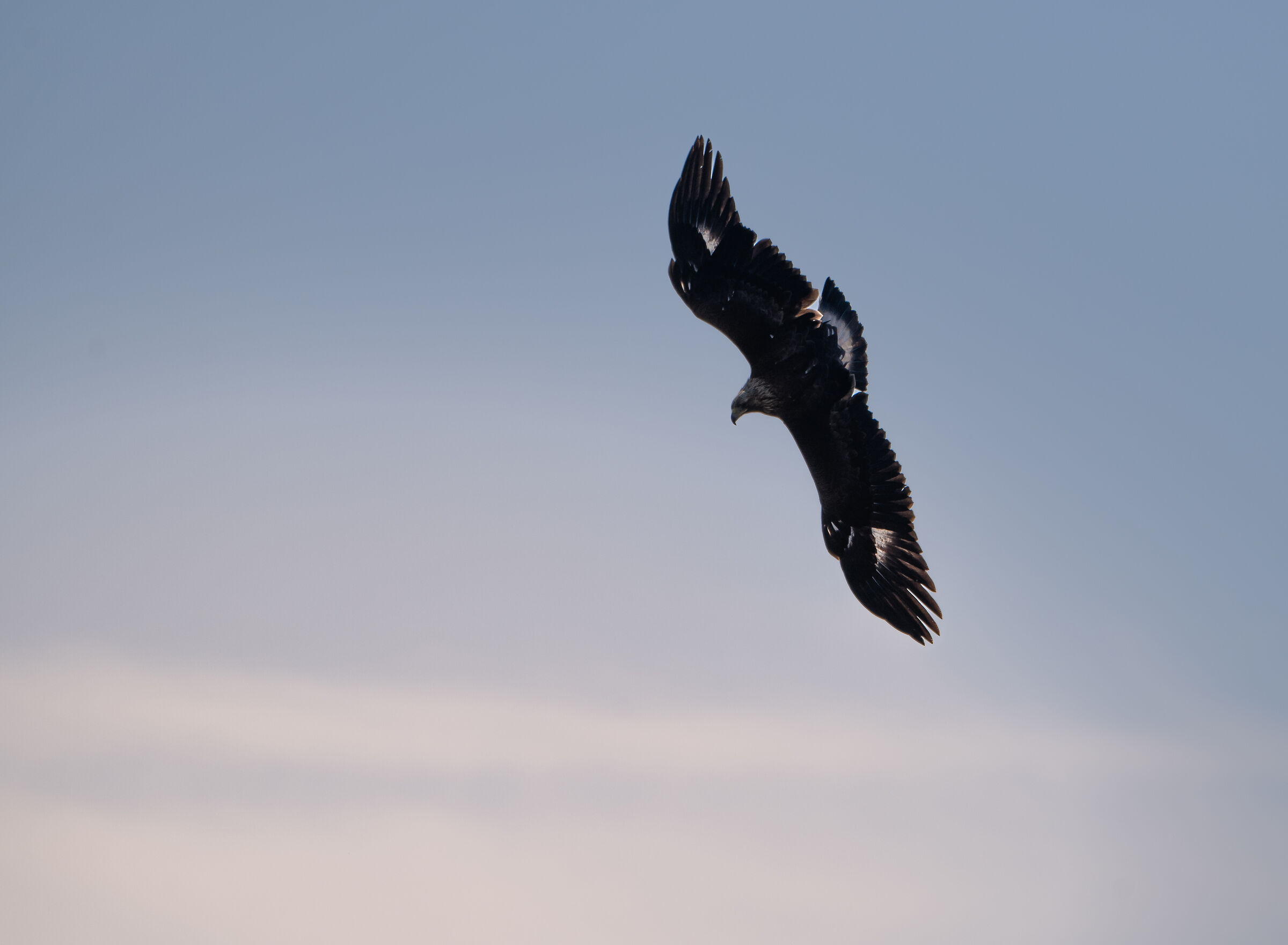 Aquila reale giovane