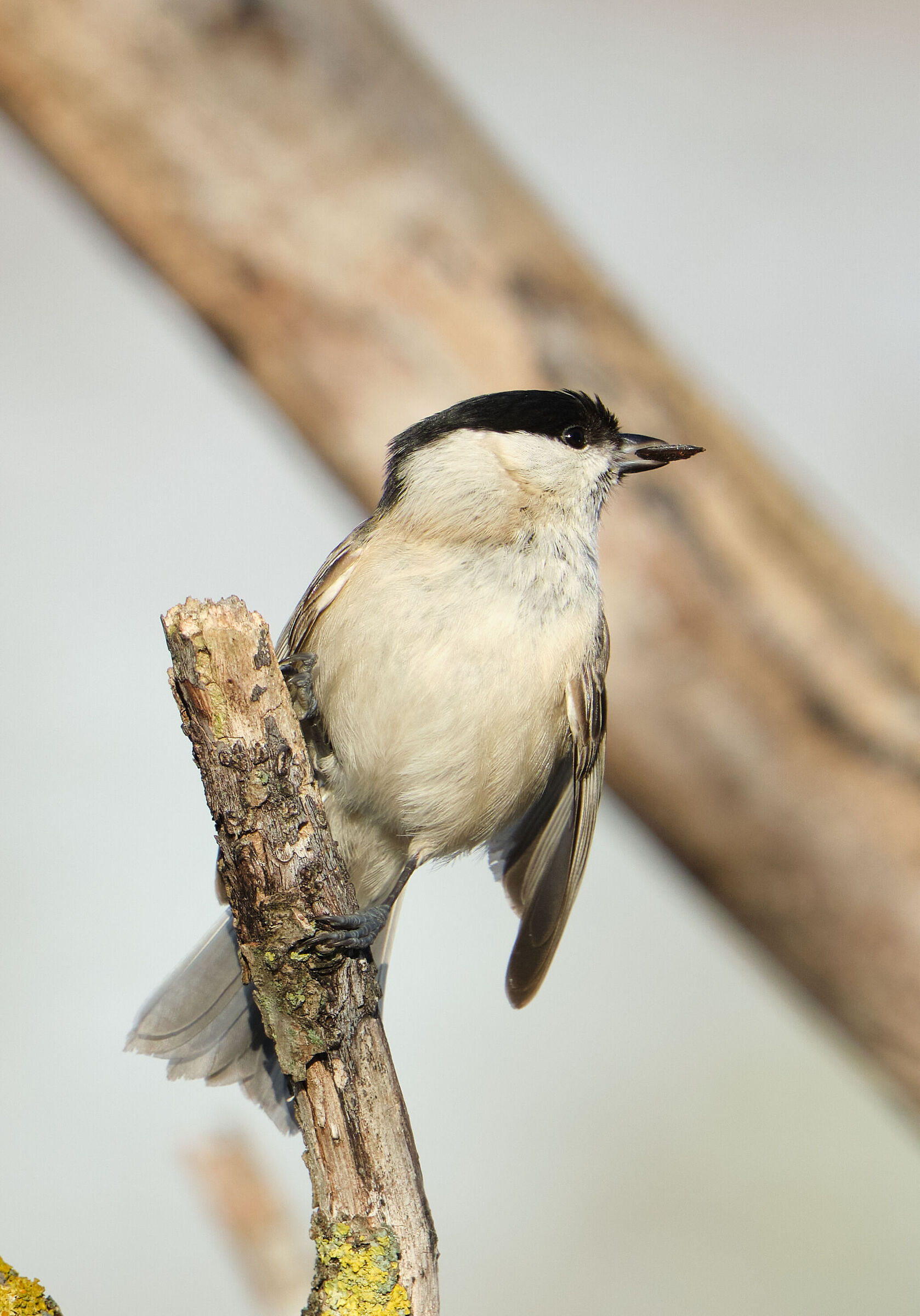 Marsh tit
