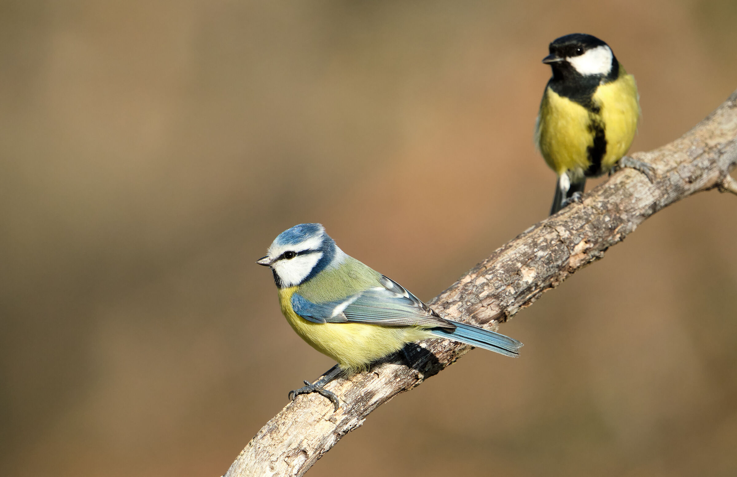 Two tits