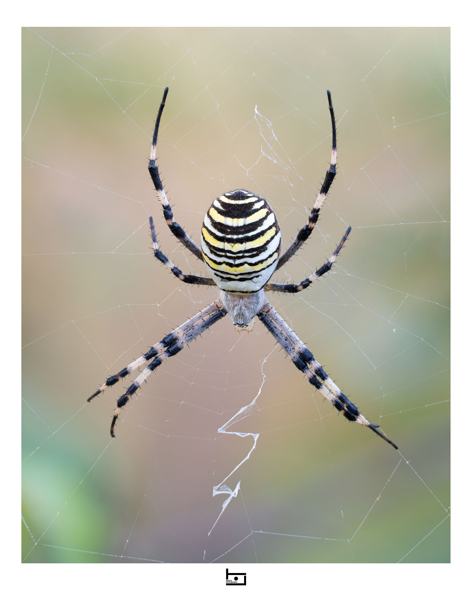 Argiope bruennichi