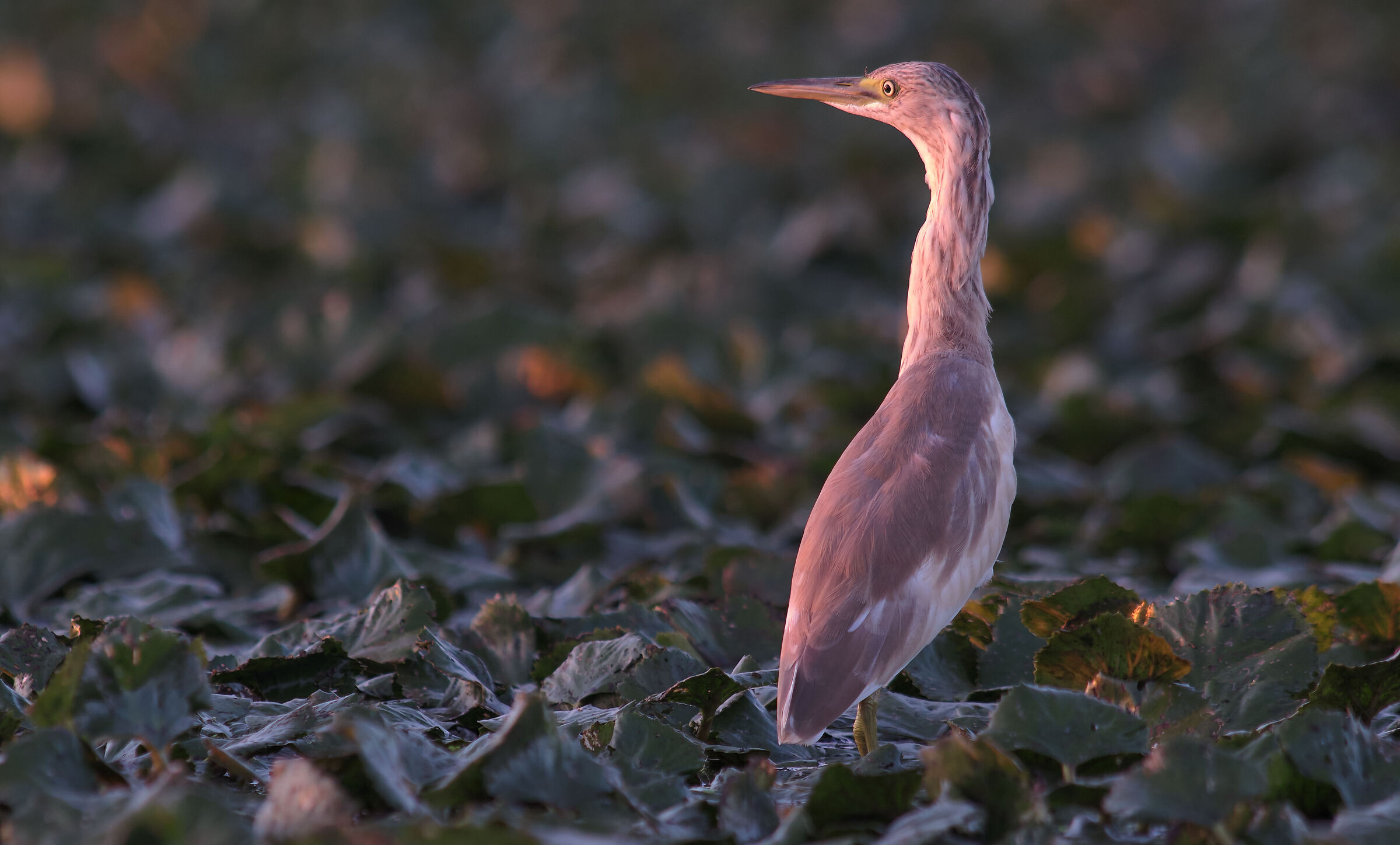 Little bittern